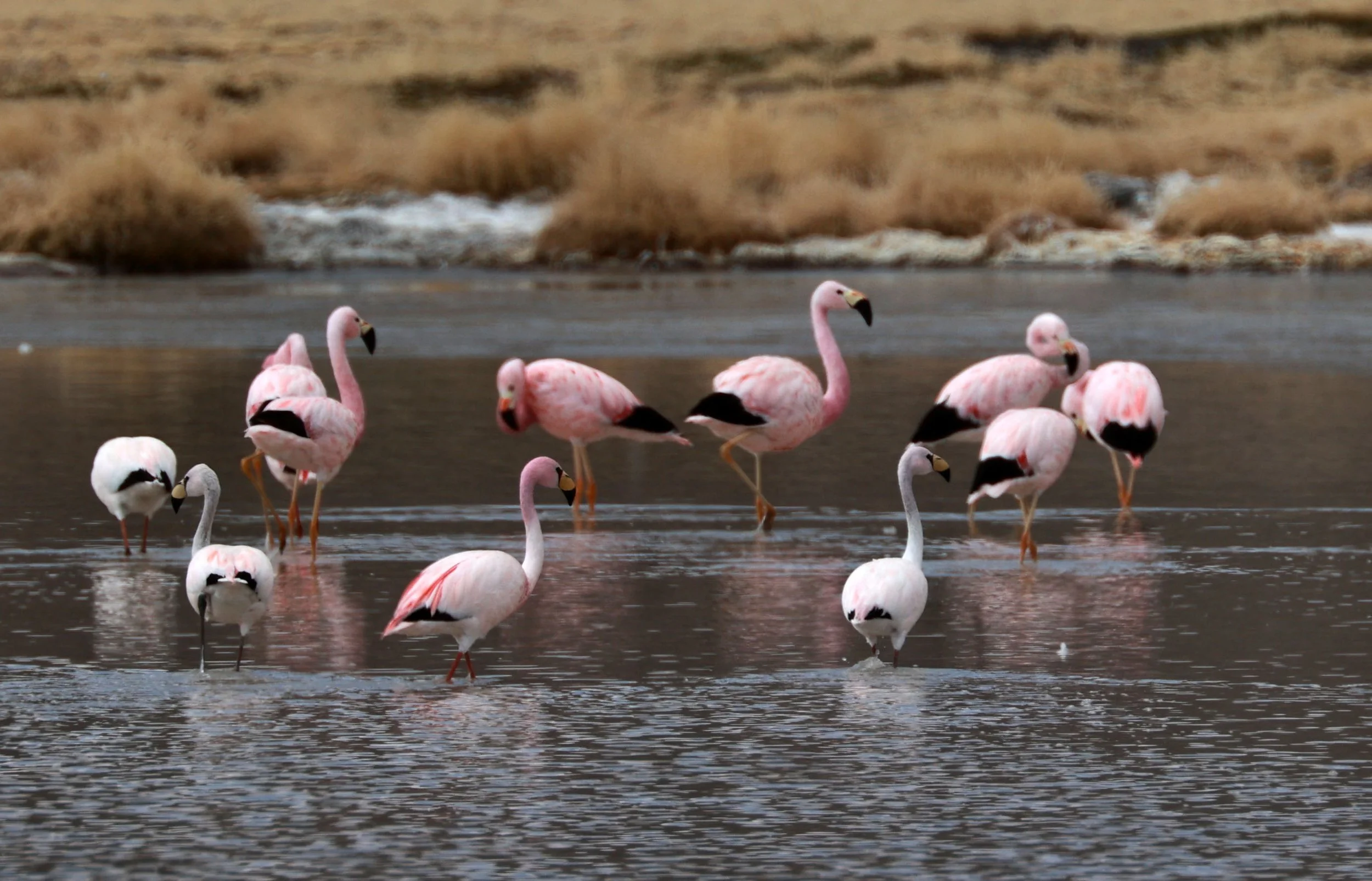 Flamingo - James's Flamingo - Phoenicoparrus jamesi - mixed with Andean flamingo - Phoenicoparrus andinus -  Lauca Nationa (15).jpg