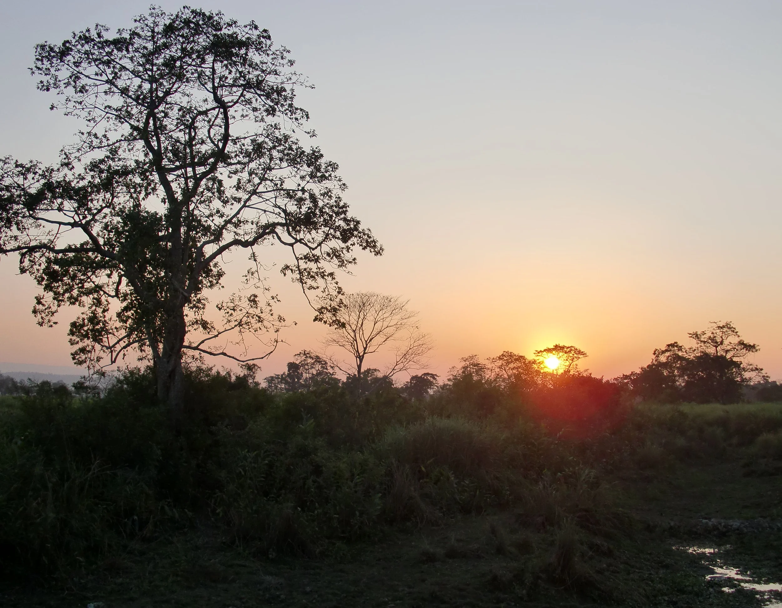 ASSAM - KAZIRANGA NATIONAL PARK INDIA (30).JPG