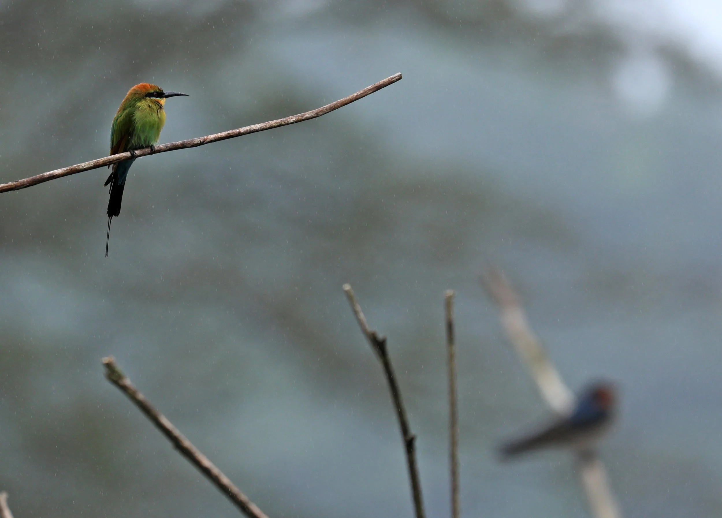 Rainbow Bee-eater (Merops ornatus) Daintree Town, Daintree River - Queensland  (19).jpg