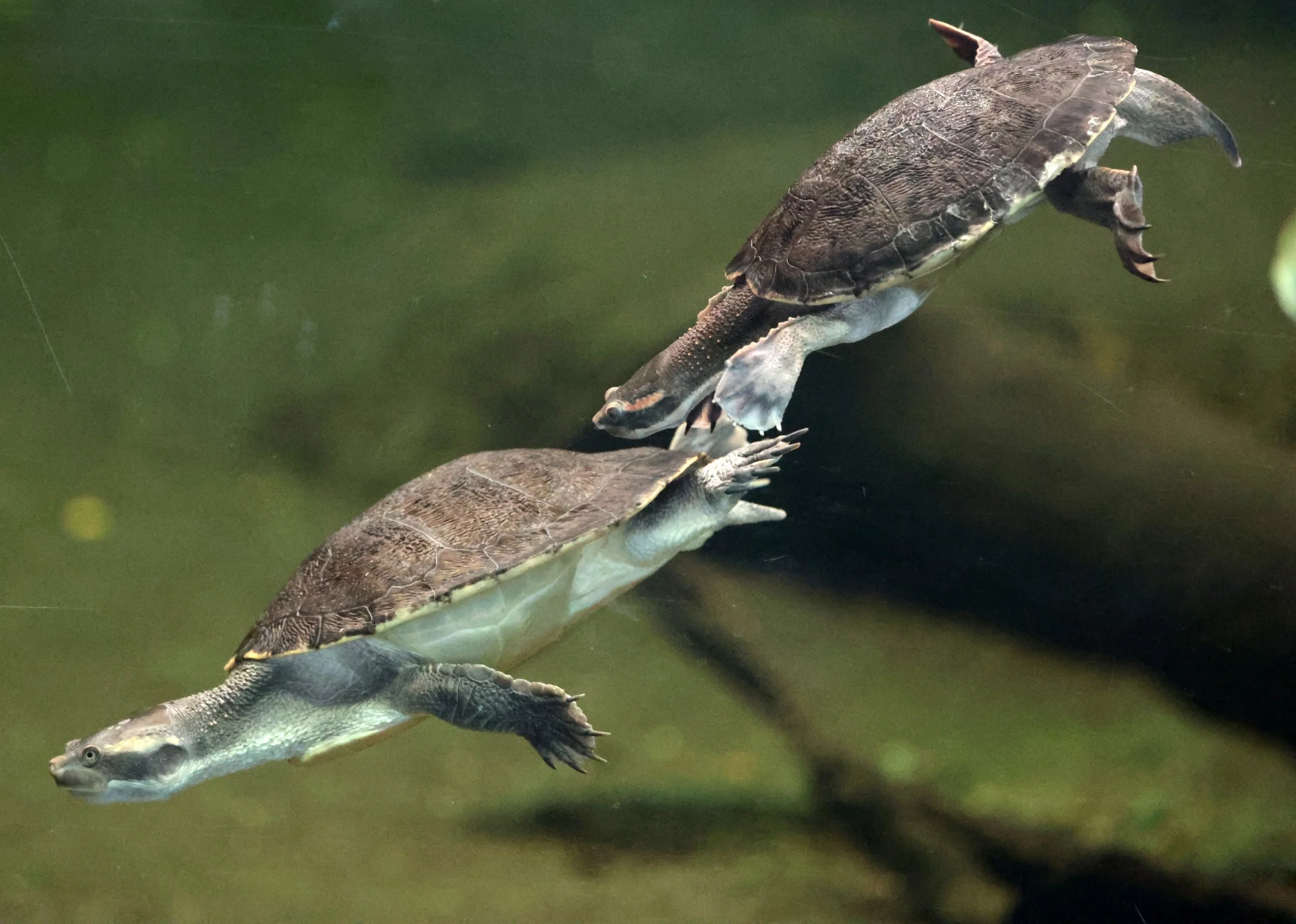 Unidentified Turtle Species - Perth Zoo - Western Australia — Coke ...