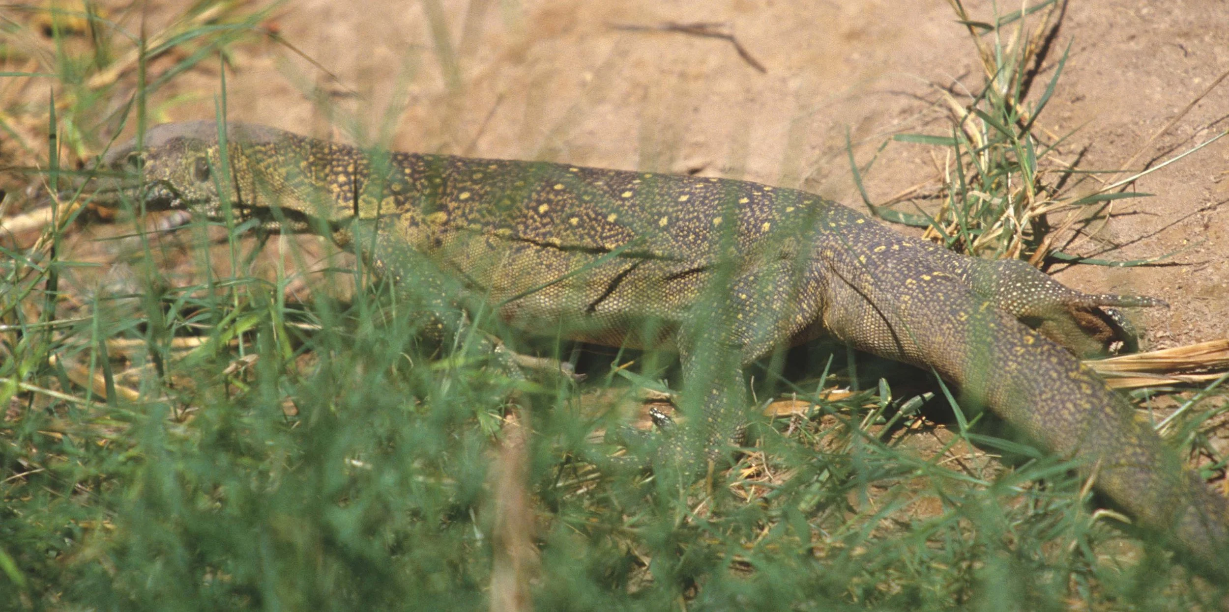 REPTILE- MONITOR LIZARD - SHABA C.jpg