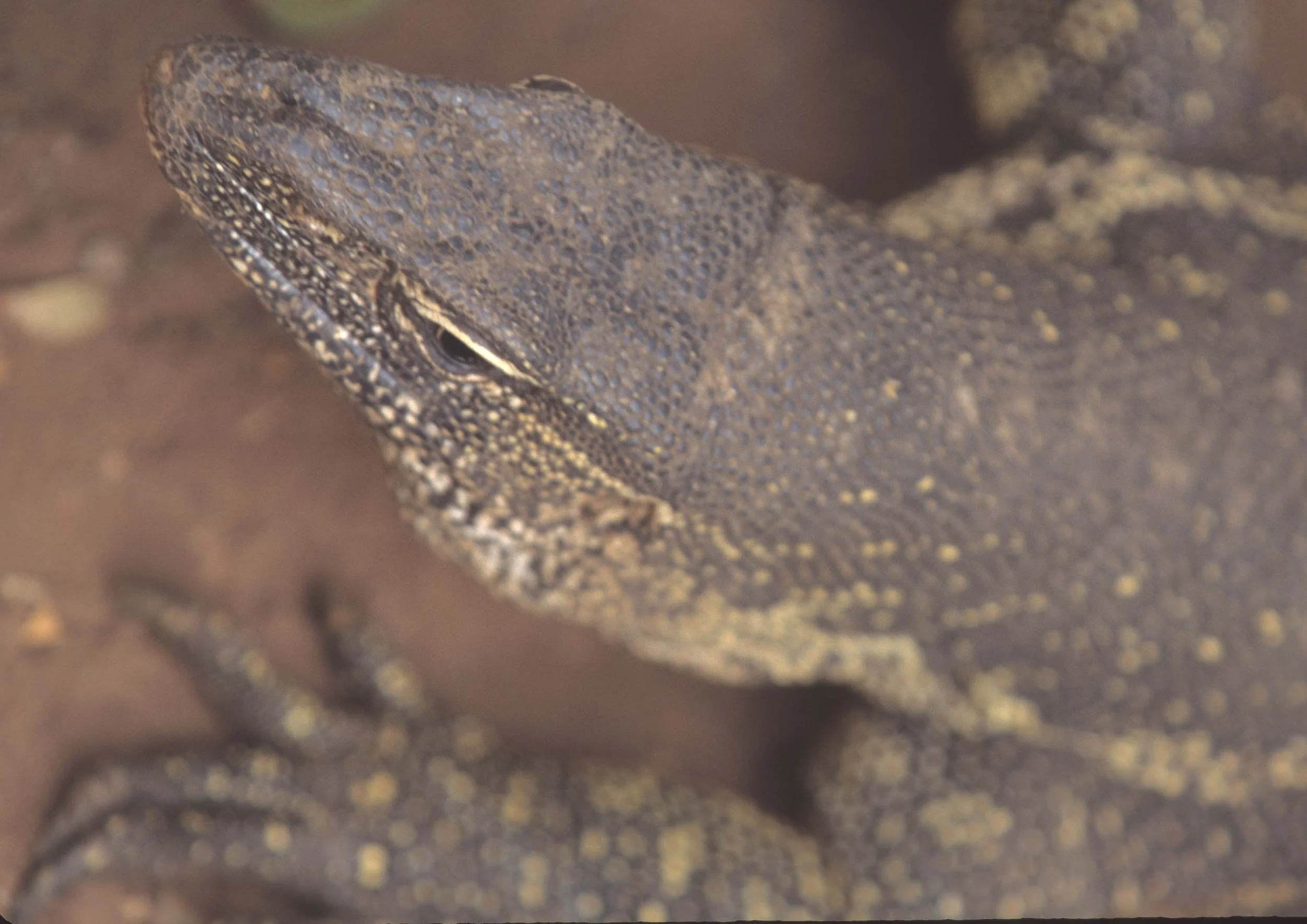 REPTILE- MONITOR LIZARD - SHABA.jpg