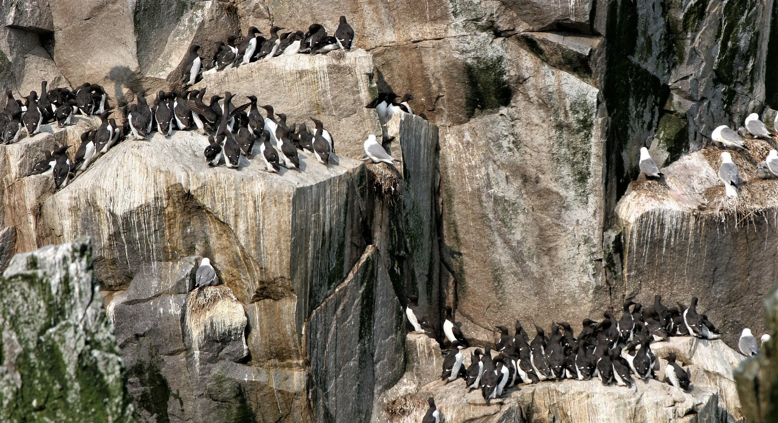 Uria lomvia eleonorae - THICK AND THIN-BILLED MURRES - COMMANDERS RUSSIA aa2.jpg