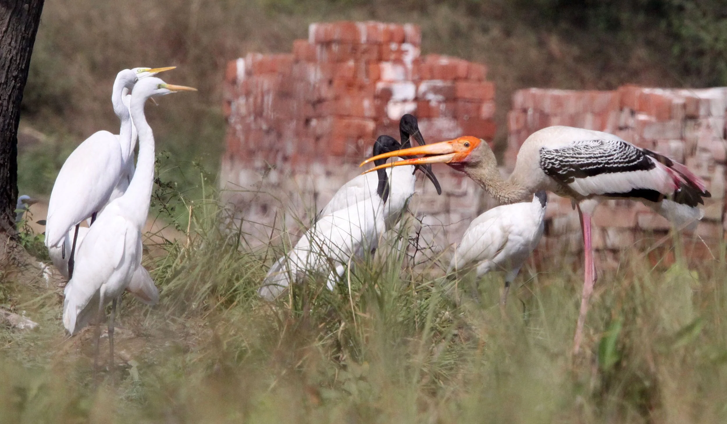EGRET - EASTERN GREAT EGRET - Ardea (alba) modesta - WITH PAINTED STORK AND BLACK-HEADED IBIS -NEAR AHMEDABAD GUJARAT INDIA (2).JPG