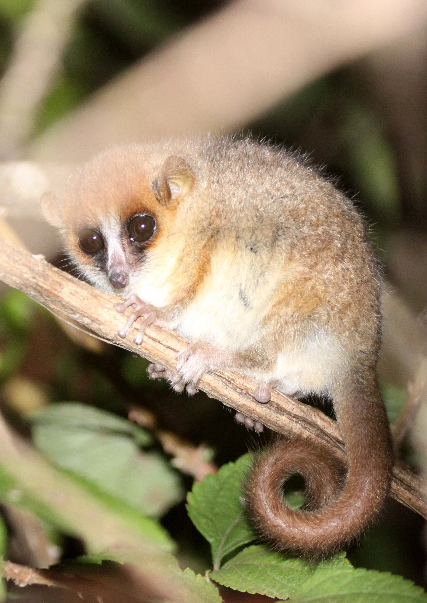 CHEIROGALEIDAE - Microcebus rufus - BROWN MOUSE LEMUR - MANTADIA NATIONAL PARK MADAGASCAR (11).JPG
