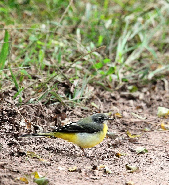 GREY WAGTAIL -  NANKOU, RUDONG, CHINA (4).JPG