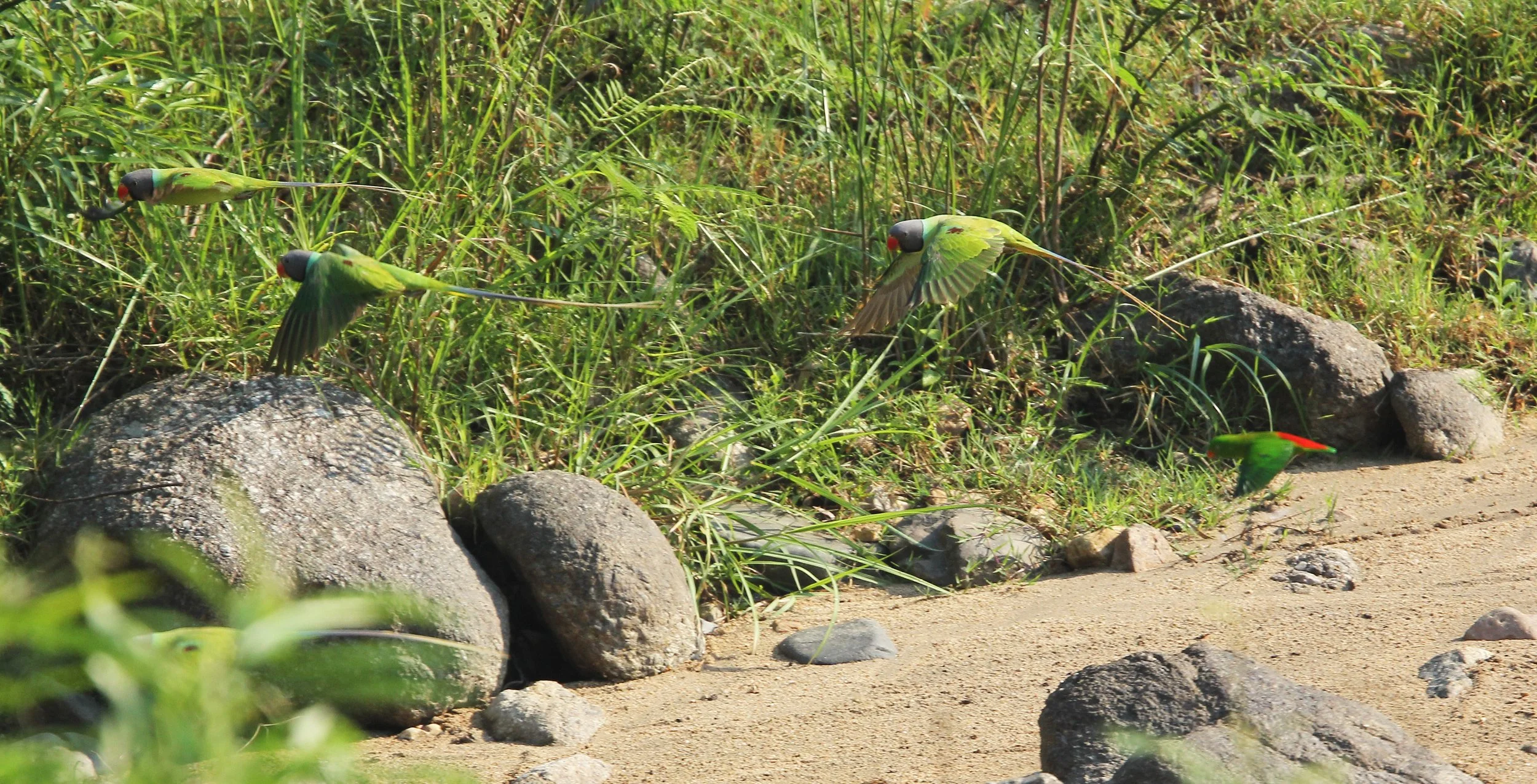 BIRD - PARAKEET - RED BREASTED, GREY-HEADED PARAKEETS & VERNAL HANGING PARROT -  HUAI KHA KHAENG NATURE RESERVE - THAILAND (1).JPG