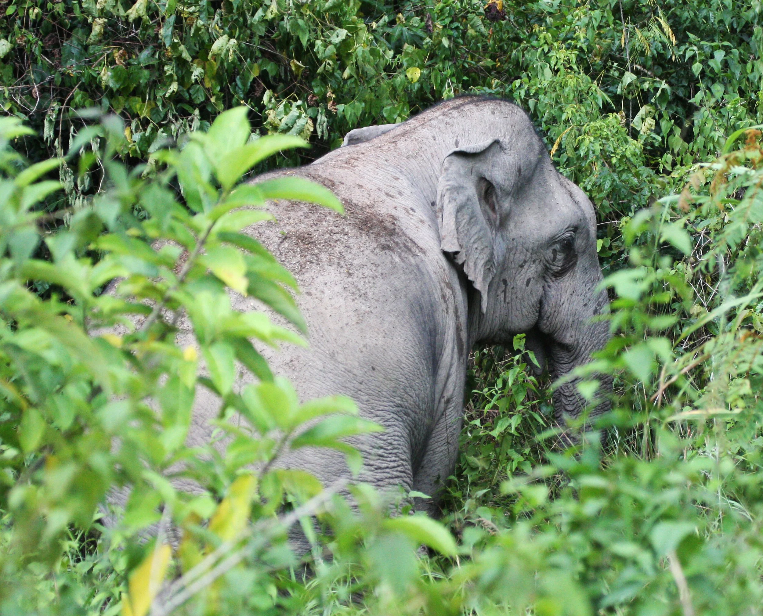 ELEPHANT - ASIAN ELEPHANT - KAENG KRACHAN NP THAILAND (3).JPG