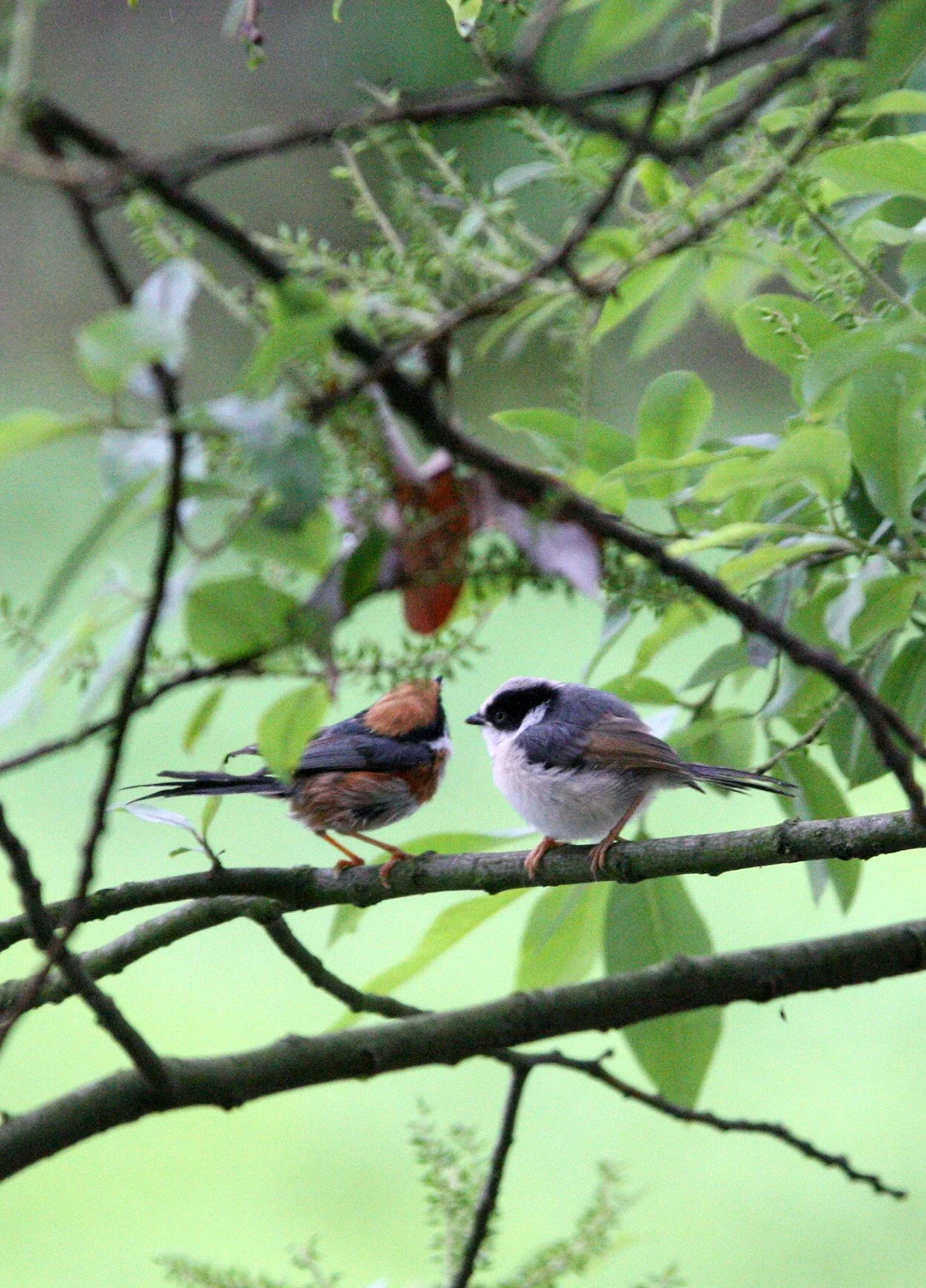 Black-throated Bushtit (Aegithalos concinnus) Hongcun Village, Anhui China (21).JPG