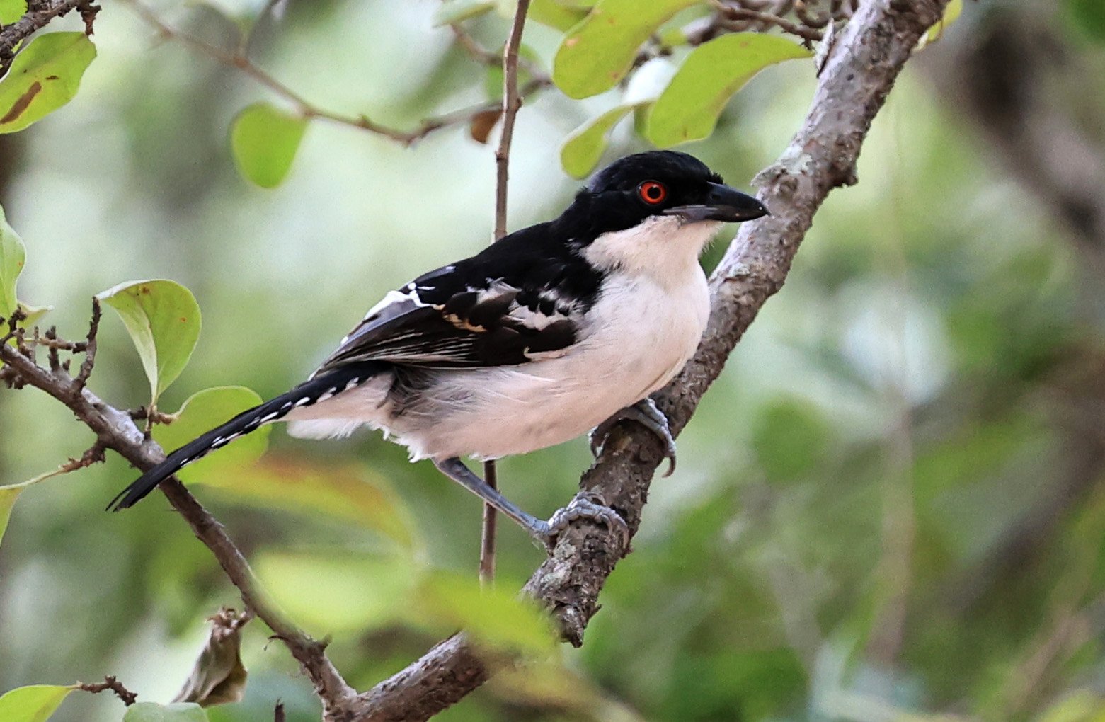 Great Antshrike (Taraba major) Hotel Campestre Iparoma Paraguay (11).jpg