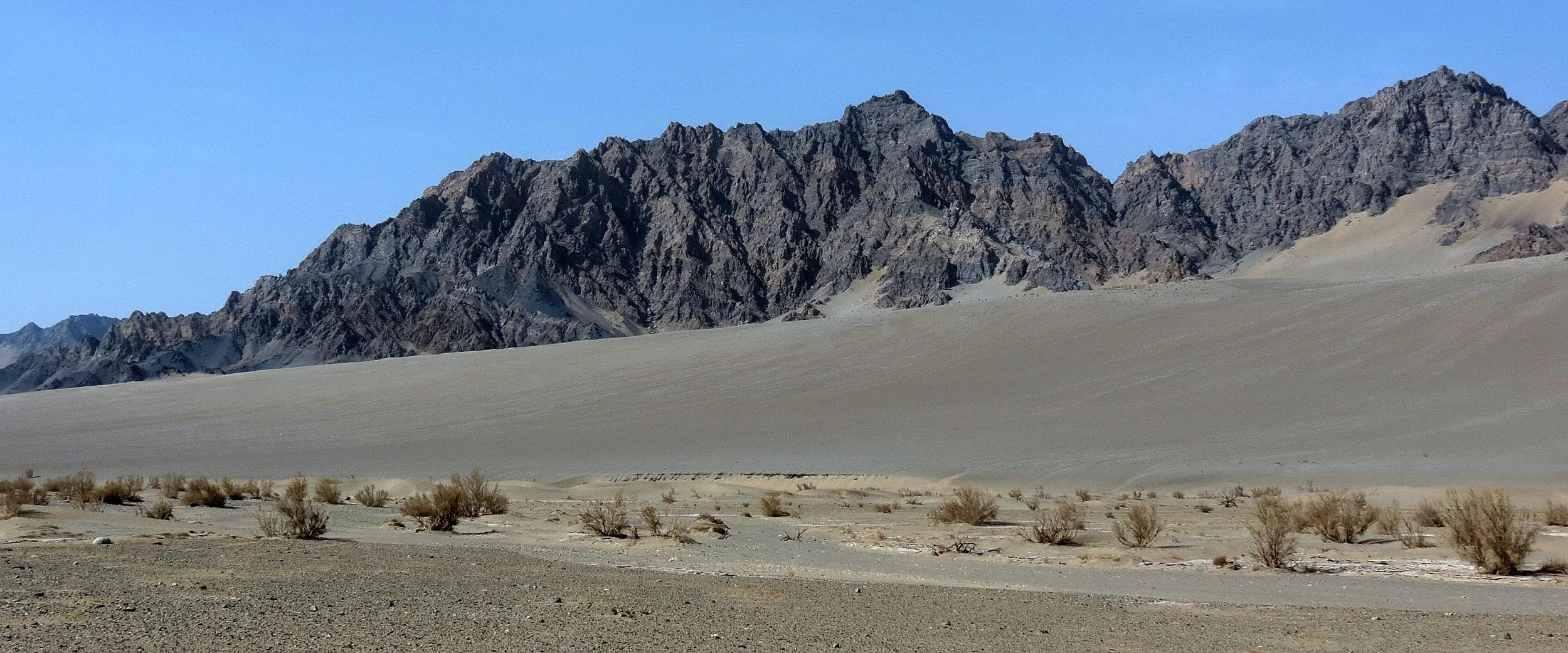 LOP NUR WILD BACTRIAN CAMEL RESERVE - XINJIANG CHINA (13).JPG