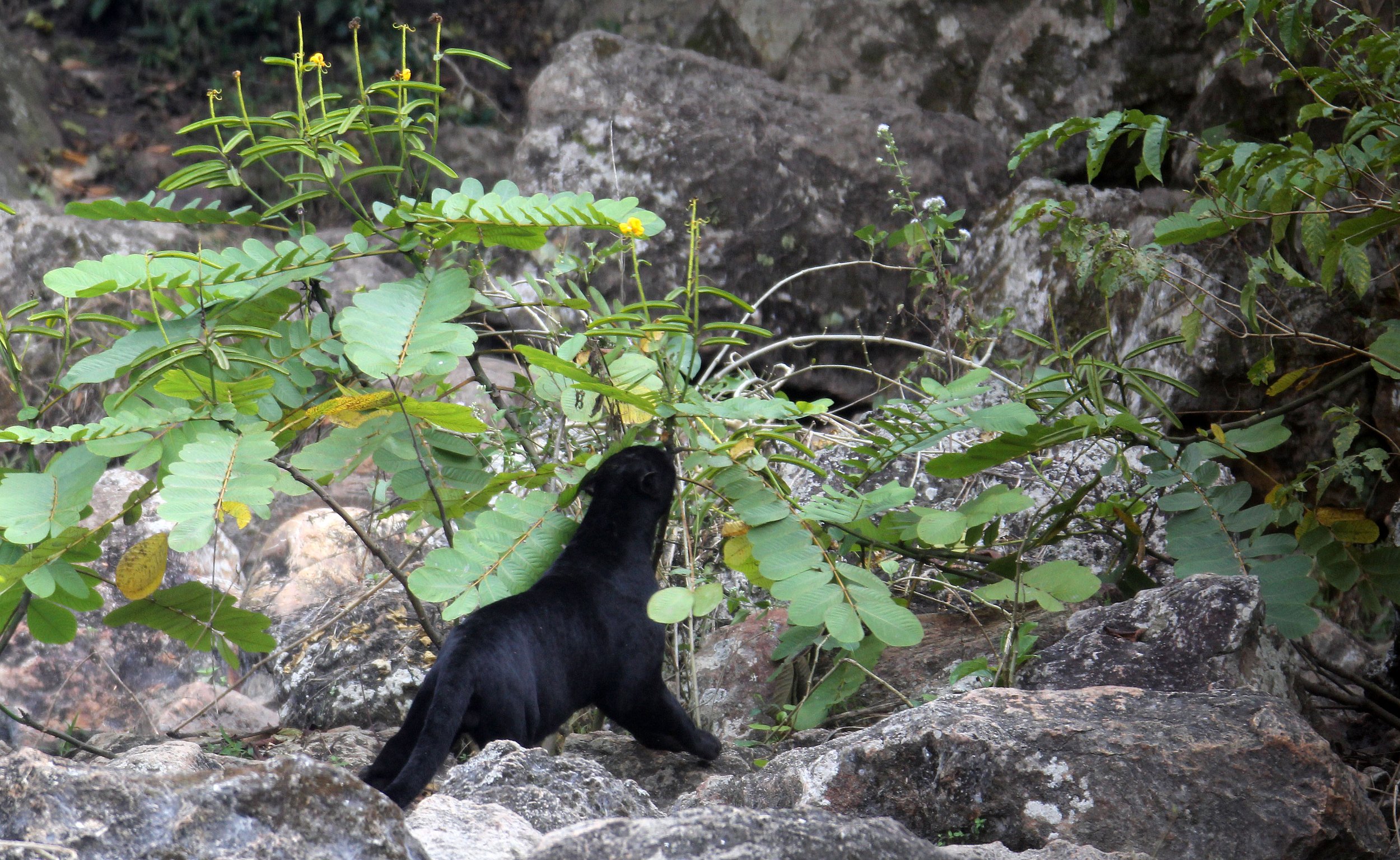 Panthera pardus delacouri - INDOCHINESE LEOPARD - MELANISTIC FORM - HUAI KHA KHAENG - KAPOK KAPIEN STATION & MINERAL LICK - THAI (140).JPG