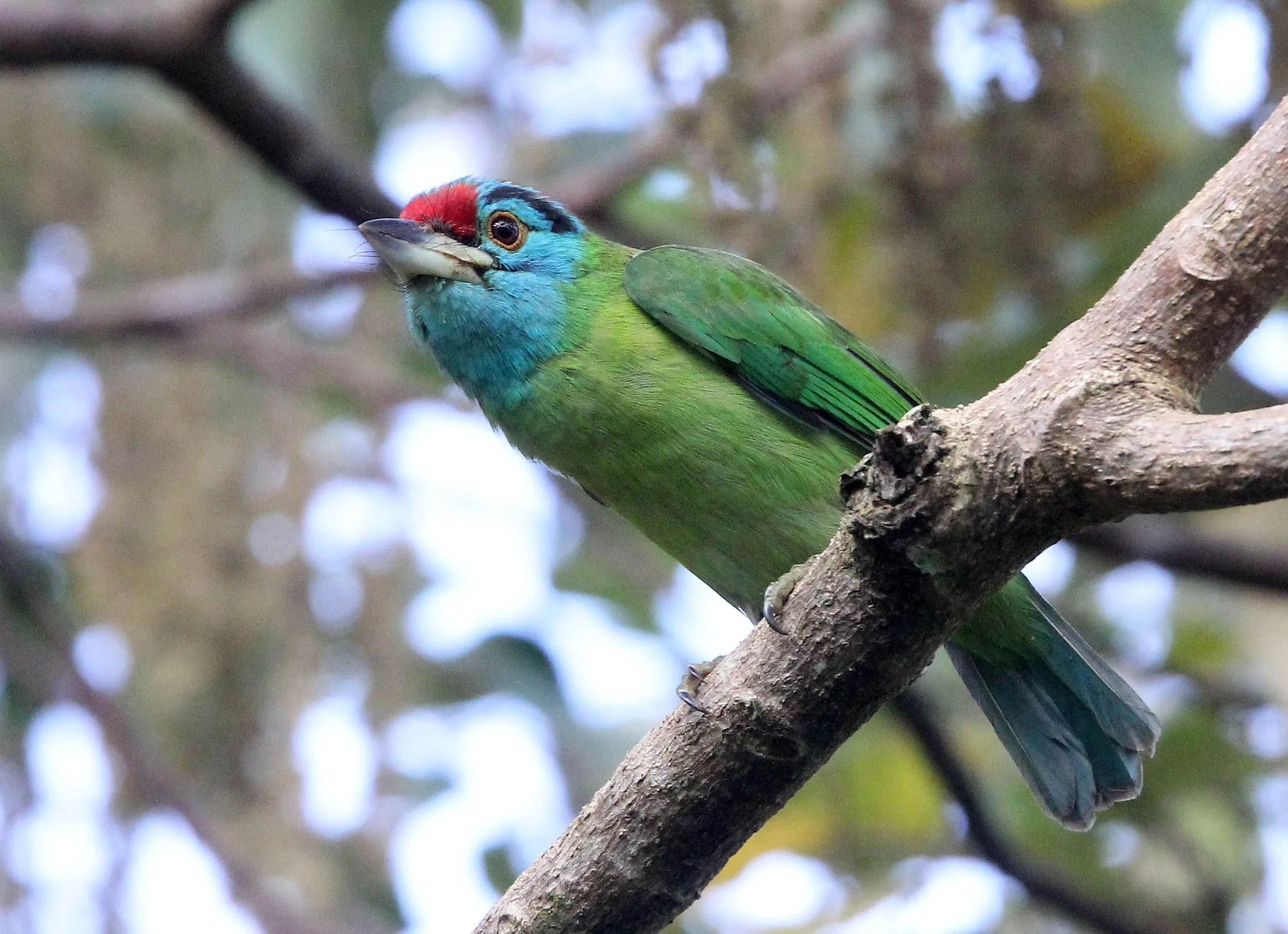 BARBET - BLUE-THROATED BARBET - Megalaima asiatica - KAENG KRACHAN - ESS TRIP 2018 JAN (42).JPG