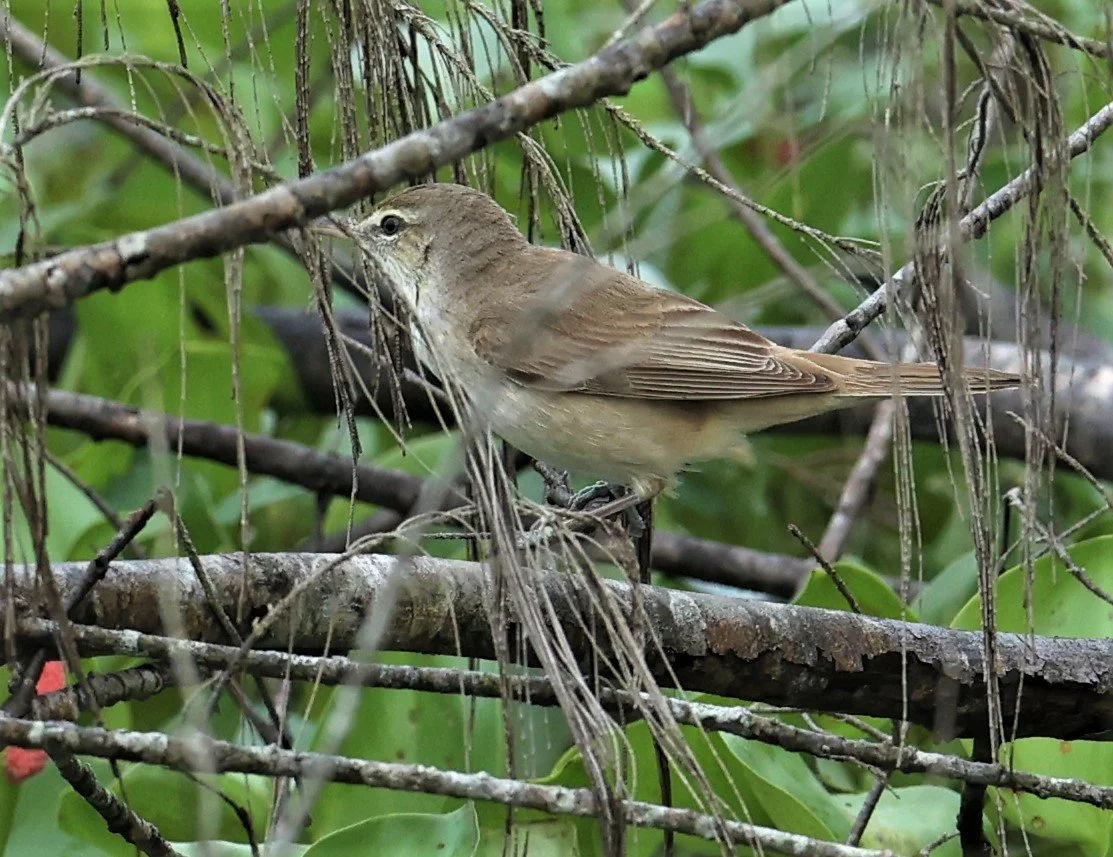 WARBLER - ORIENTAL REED WARBLER - Acrocephalus orientalis - PAK PHAYUN DISTRICT, PATTHALUNG APRIL 2022 (10).jpg
