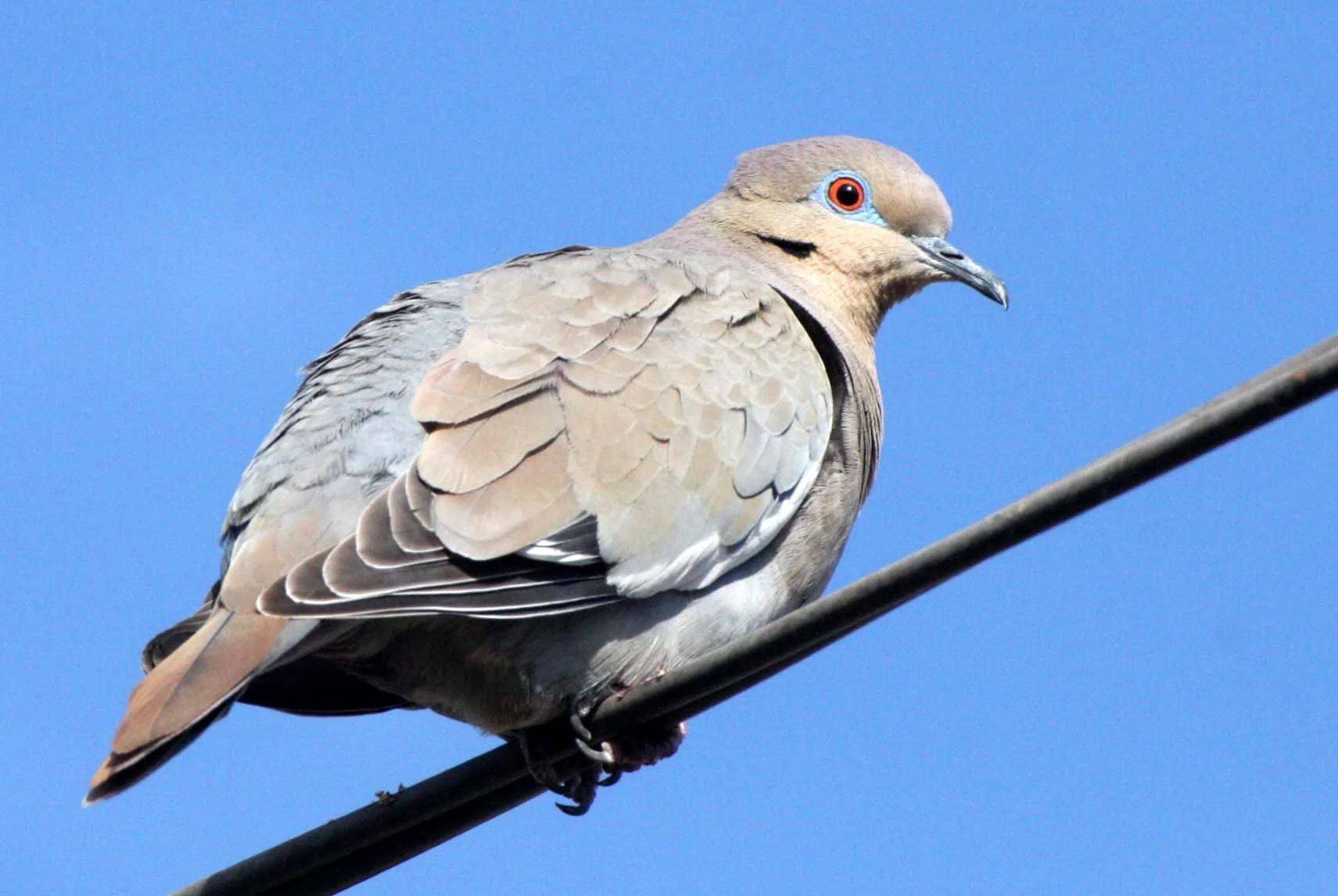 White-winged Dove (Zenaida asiatica) Loreto Baja Mexico (3).JPG