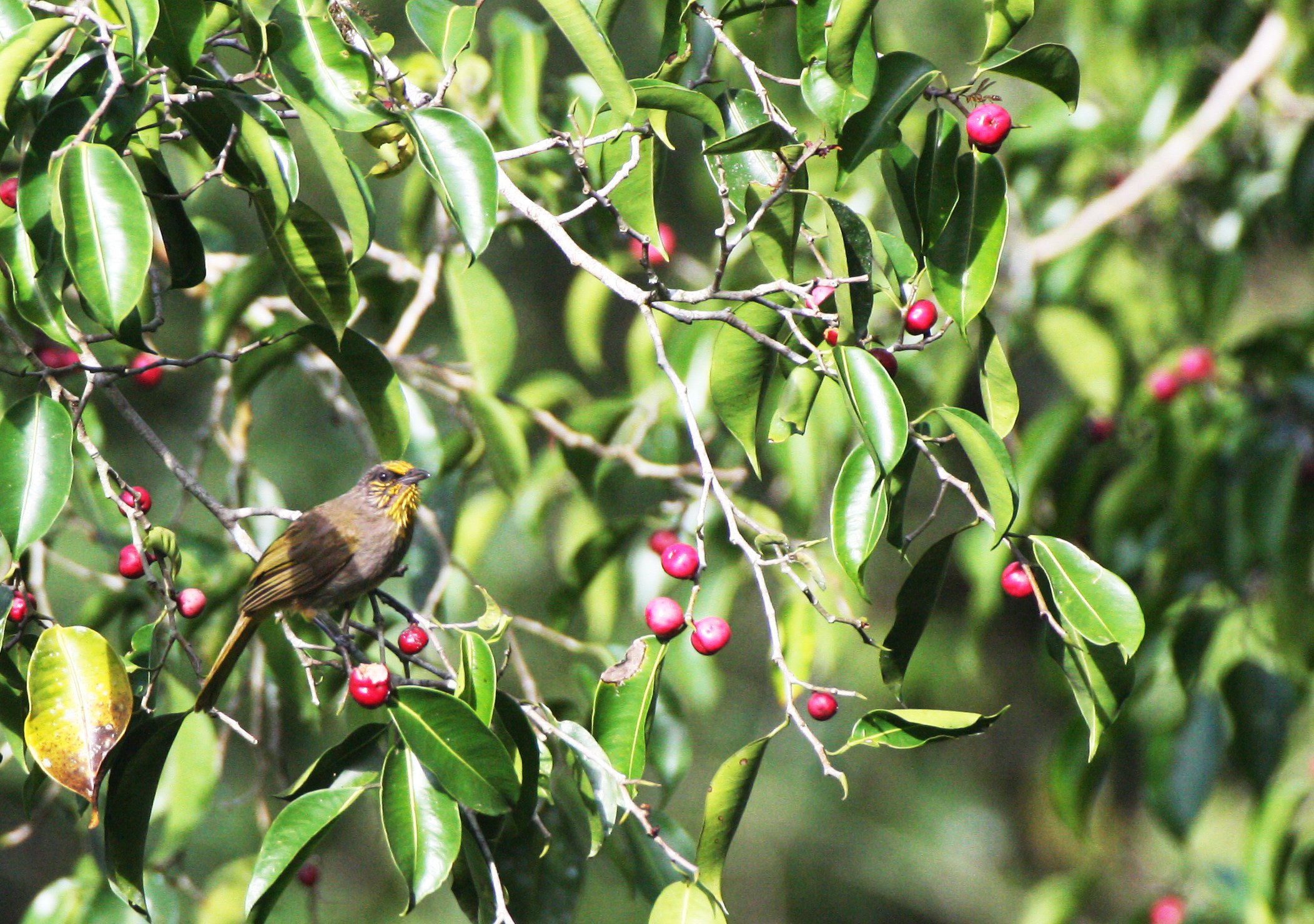 BULBUL - STRIPE-THROATED BULBUL - Pycnonotus finlaysoni -  KAENG KRACHAN NP THAILAND (18).JPG