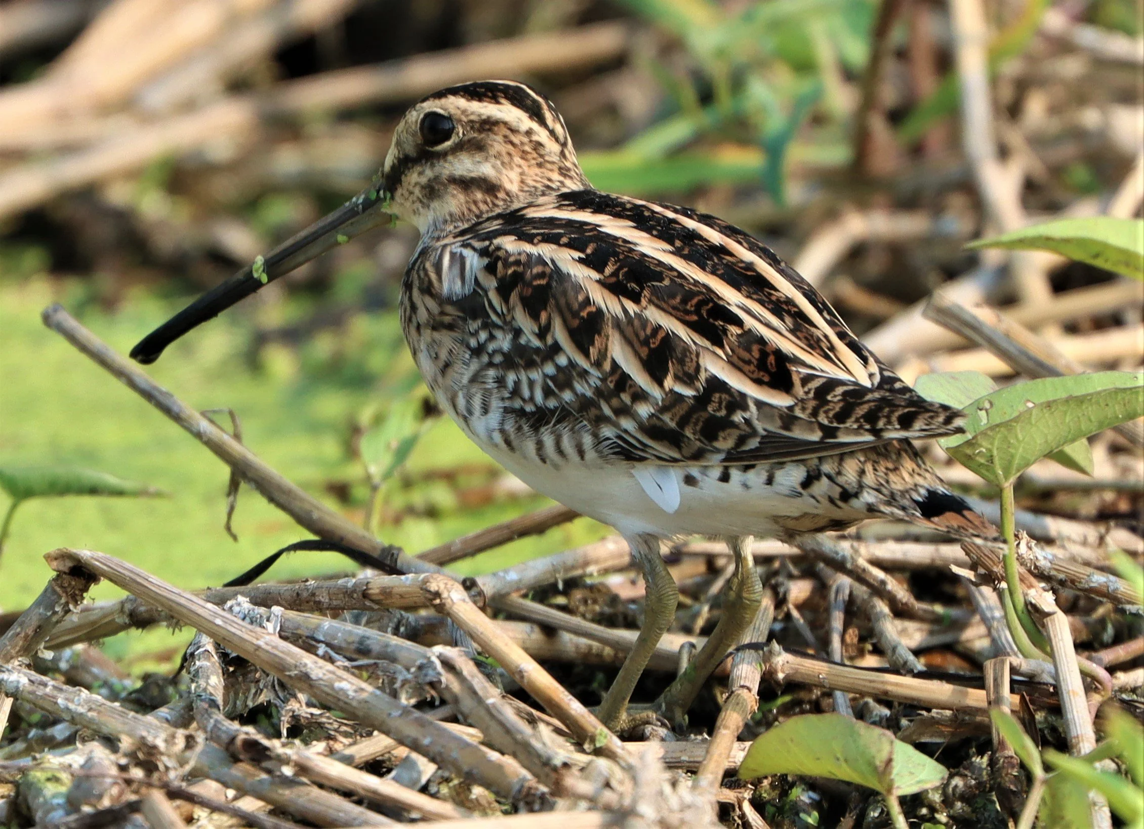 SNIPE - COMMON SNIPE - Gallinago gallinago - LAT KRABANG WETLANDS NEAR BKK (102).jpg