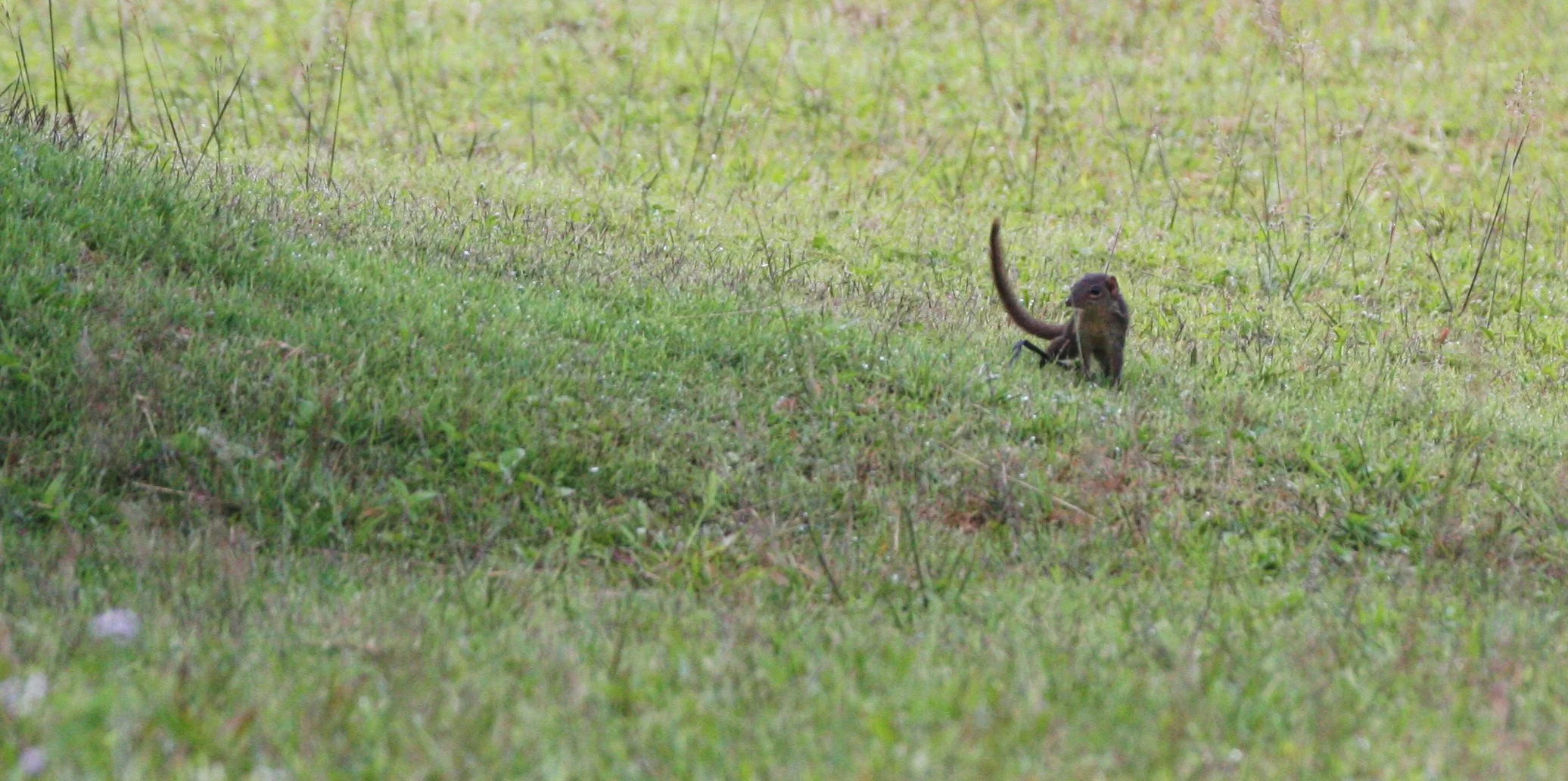 Tupaia belangeri - NORTHERN TREESHREW - KHAO YAI NATIONAL PARK THAILAND  (6).JPG