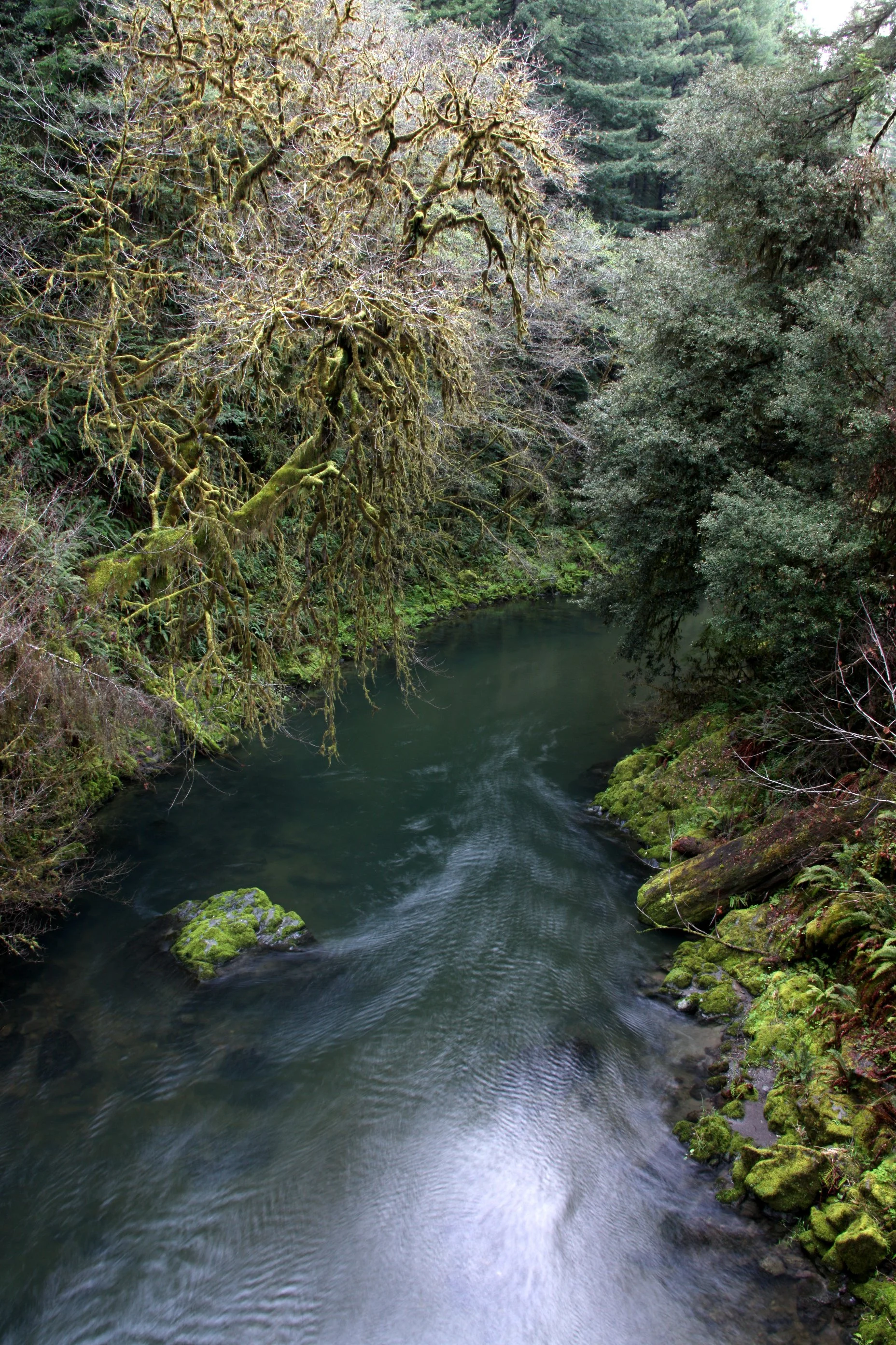 JEDIDIAH SMITH REDWOODS STATE PARK CALIFORNIA (25).JPG