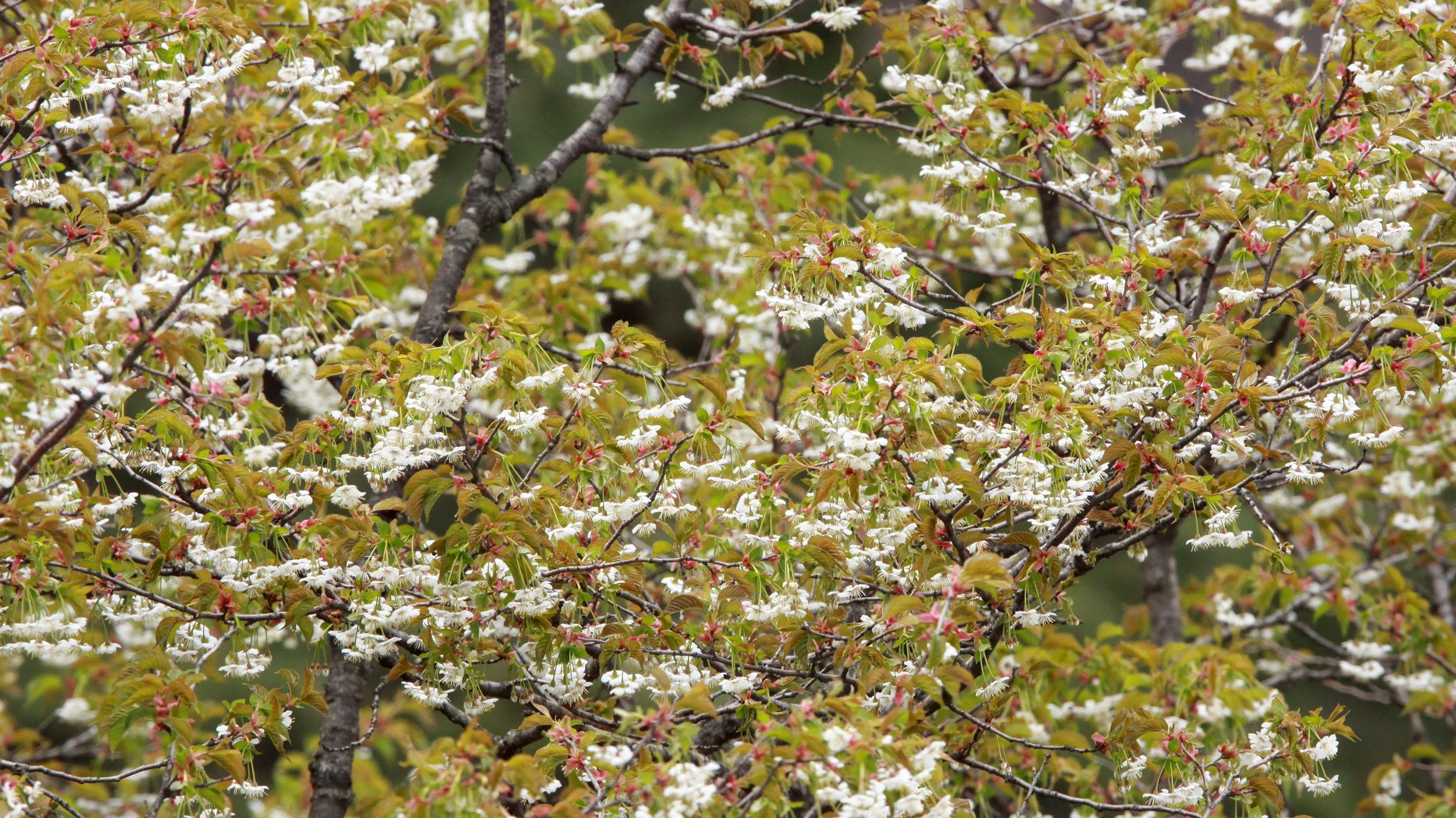 HUANGSHAN NATIONAL PARK - ANHUI PROVINCE CHINA (50).JPG