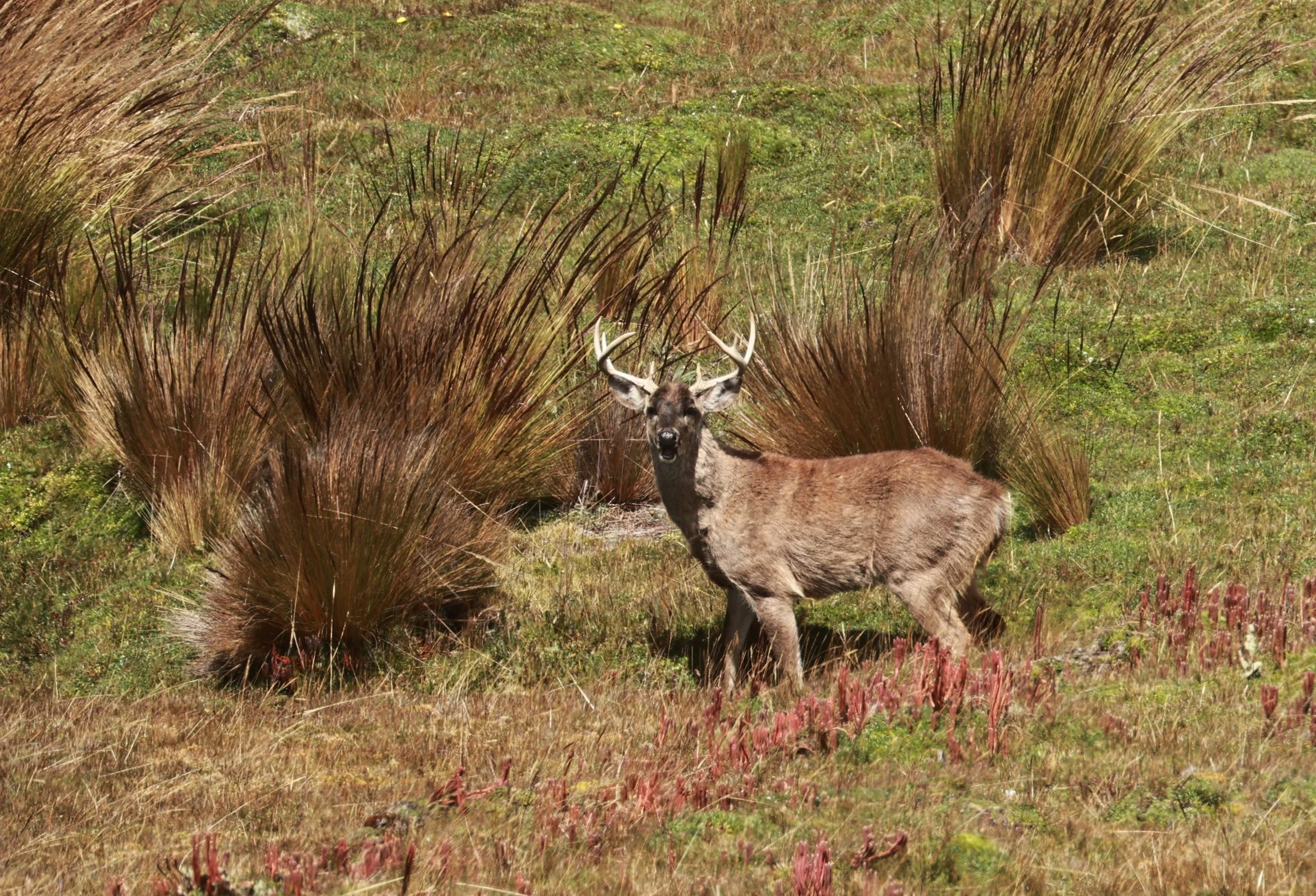 Odocoileus virginianus ustus - Andean White-tailed Deer - Antisana National Park, Ecuador (11).JPG