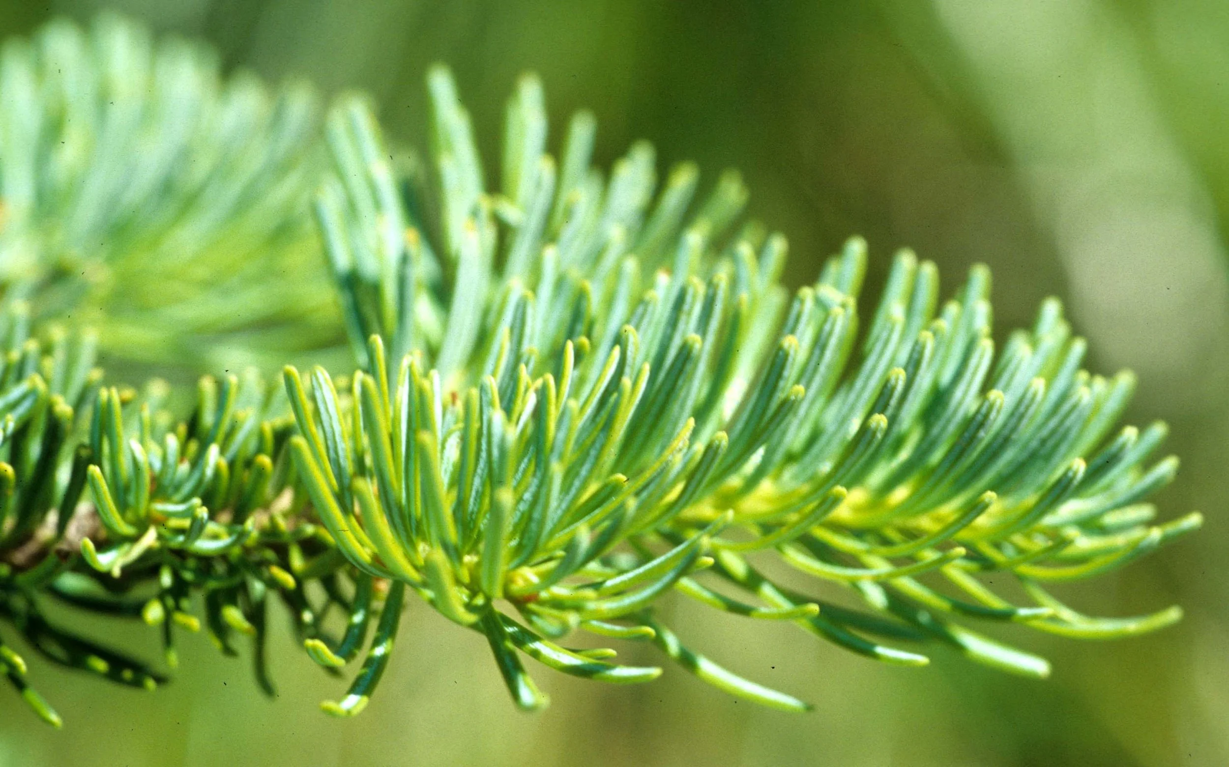 MONTANA - GLACIER NP - PICEA SPECIES (2).jpg