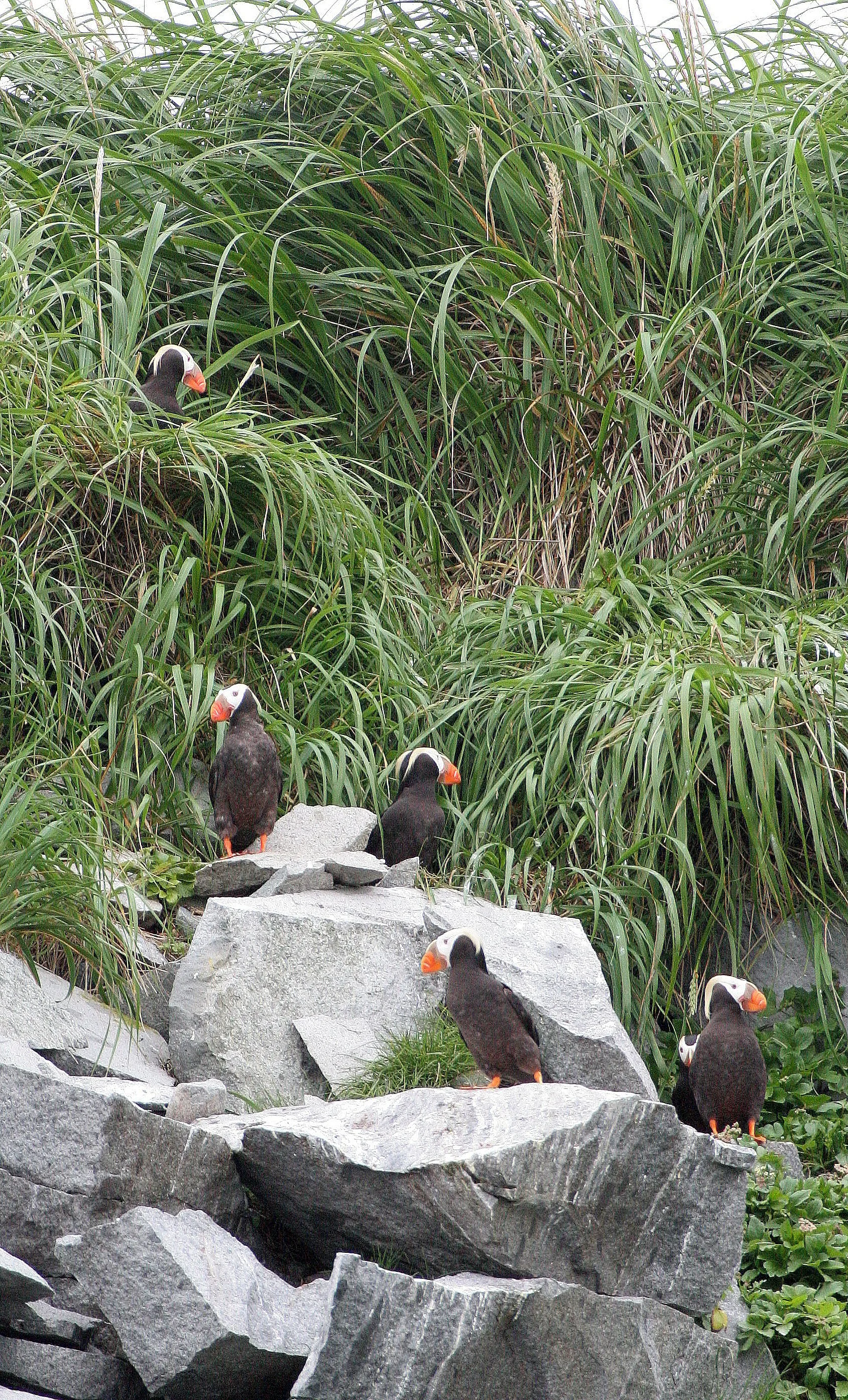 Fratercula cirrhata - TUFTED PUFFIN - COAST OF KAMCHATKA (72).jpg