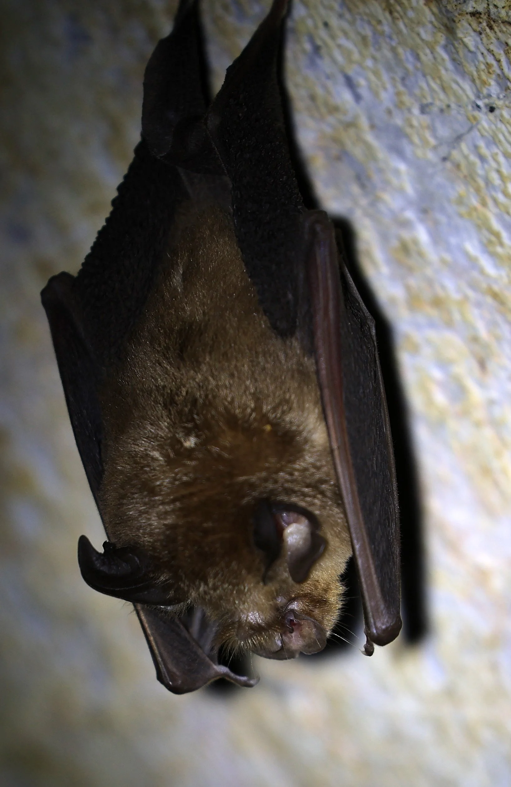 Shamel’s Horseshoe Bat (Rhinolophus shameli) Wat Tham Sila Thong Temple Pak Chong Thailand near Khao Yai (2).jpg