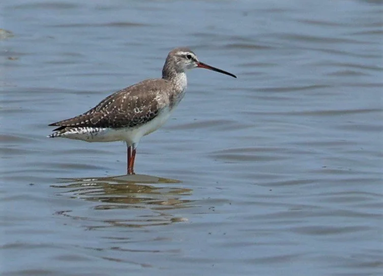 REDSHANK - SPOTTED REDSHANK - Tringa erythropus - LAEM PAK BIA MARCH 2022 (4).jpg