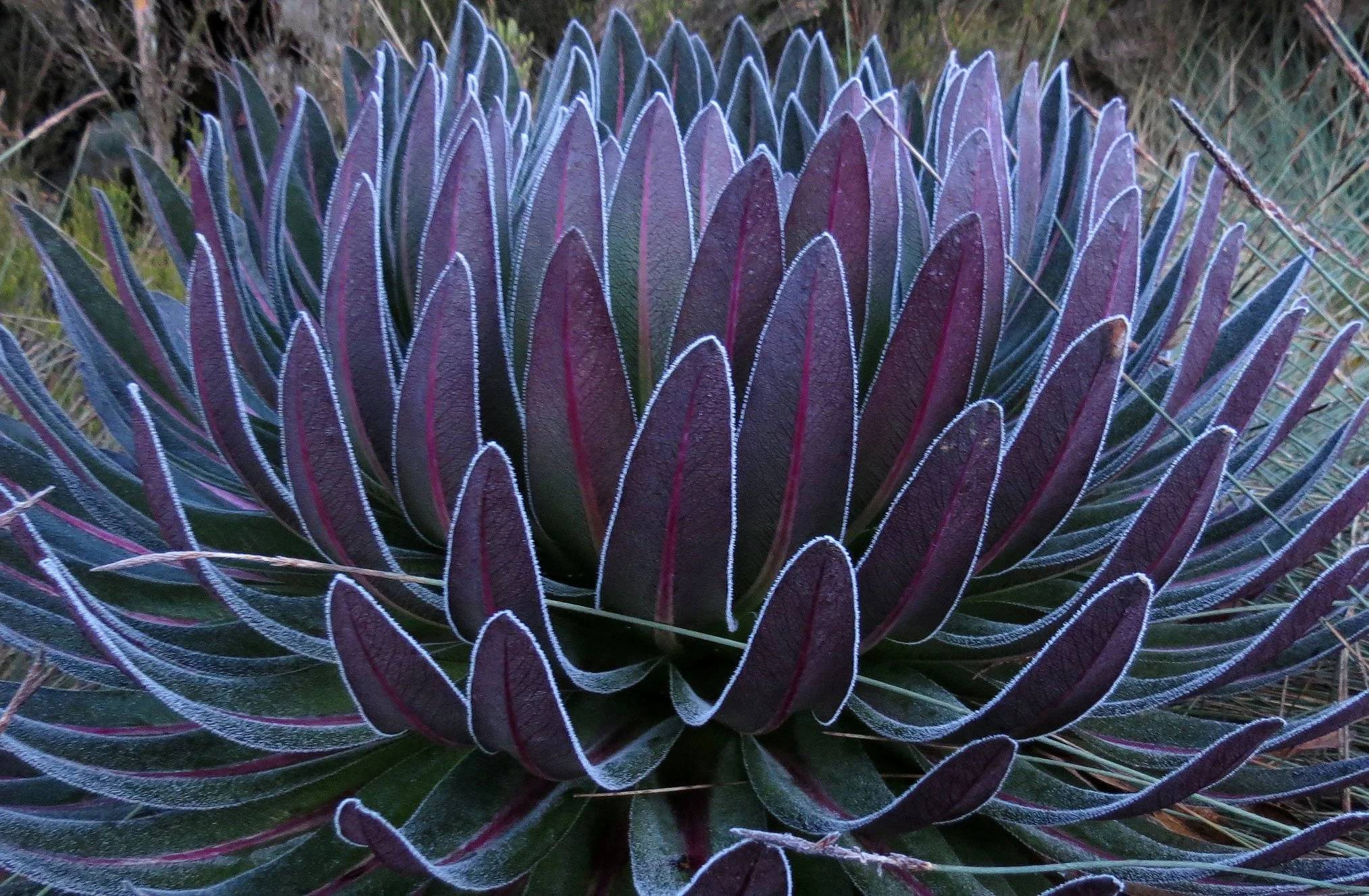 RWENZORI NATIONAL PARK UGANDA (196).JPG