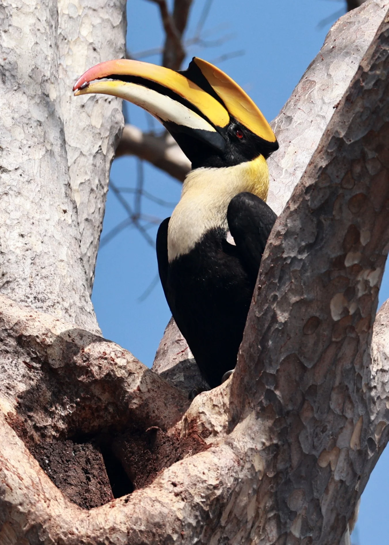 Great hornbill (Buceros bicornis) Pak Chong Mu Si Municipality Feb 2026 (105).jpg