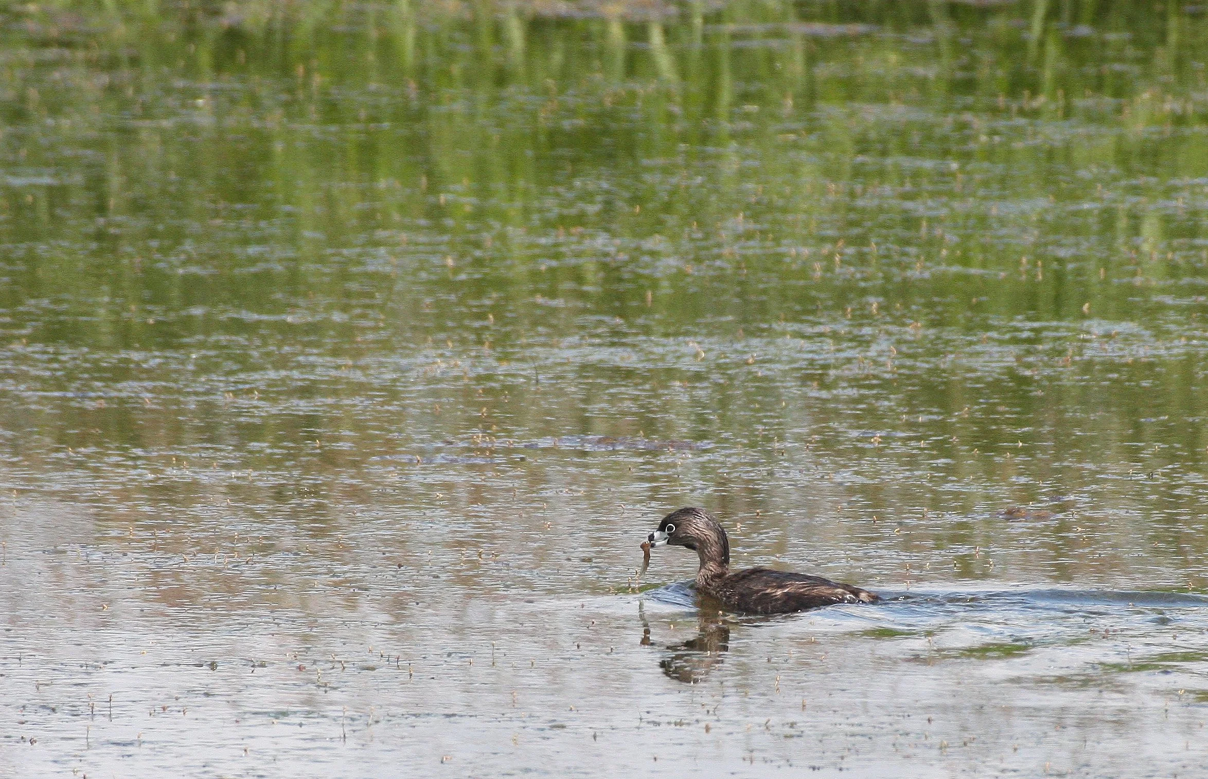 Pied-billed Grebe (Podilymbus podiceps) Ridgefield NWR Washington (69).JPG