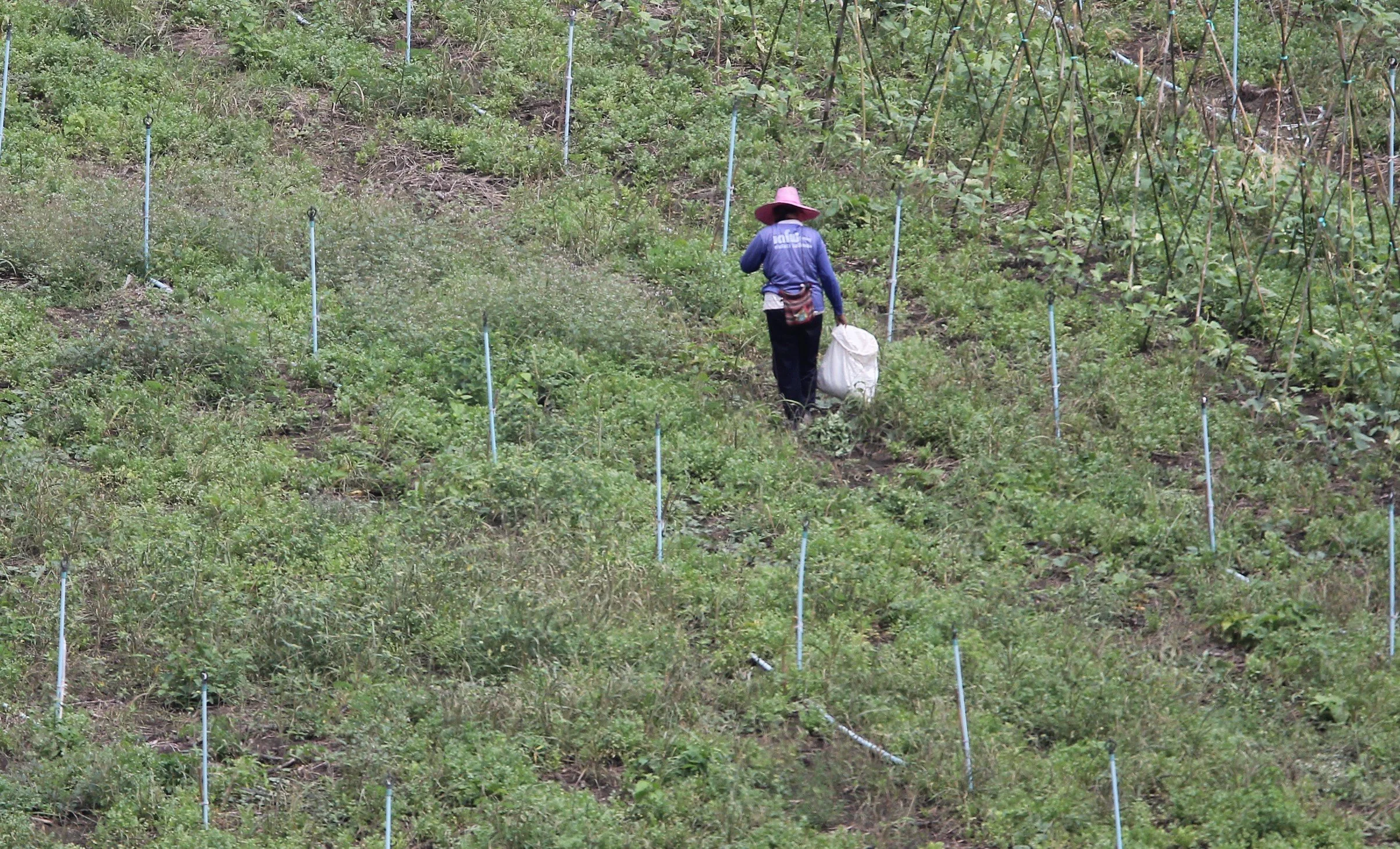 Agricultural life around the Western Forest Complex