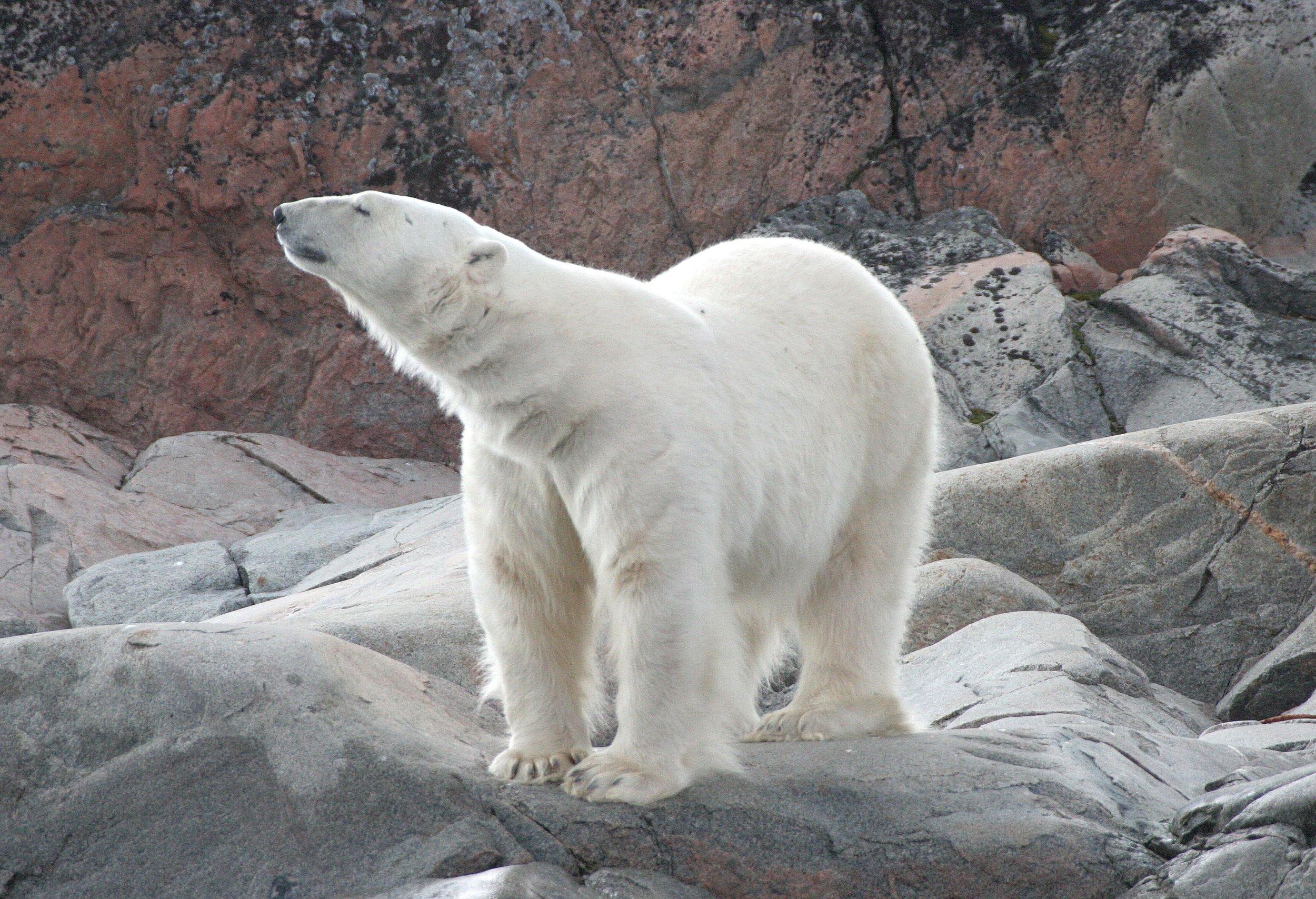 URSID - POLAR BEAR - SVALBARD (186).jpg