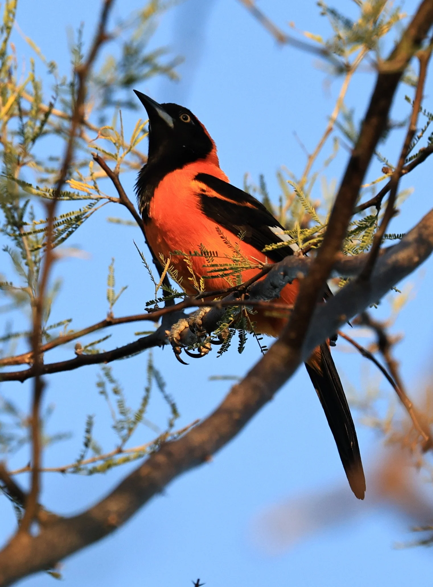 Orange-backed Troupial (Icterus croconotus) Parque Nacional Teniente Agripino Enciso (1 (19).jpg