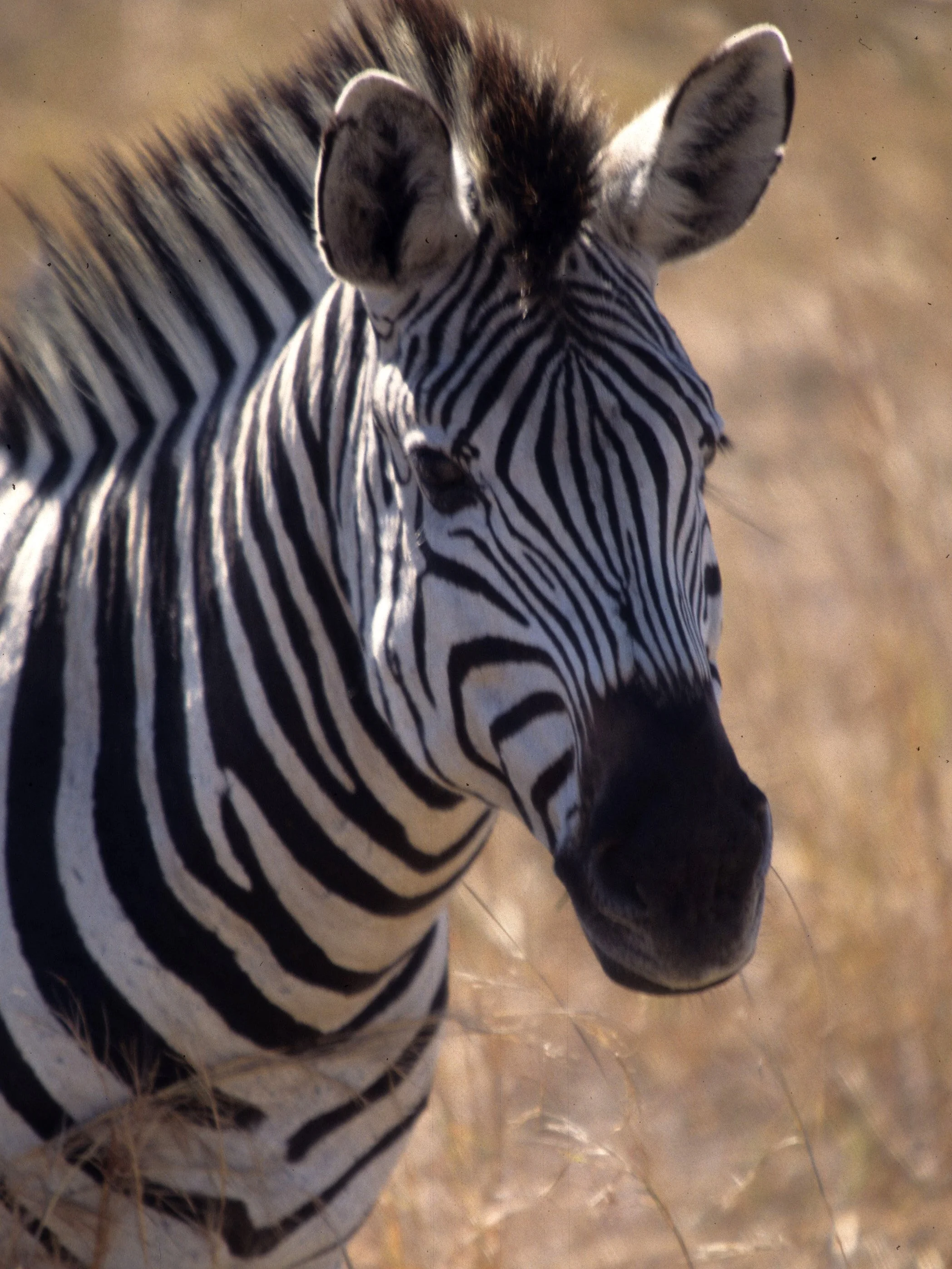 EQUIN - ZEBRA - COMMON - SERENGETI (22).jpg