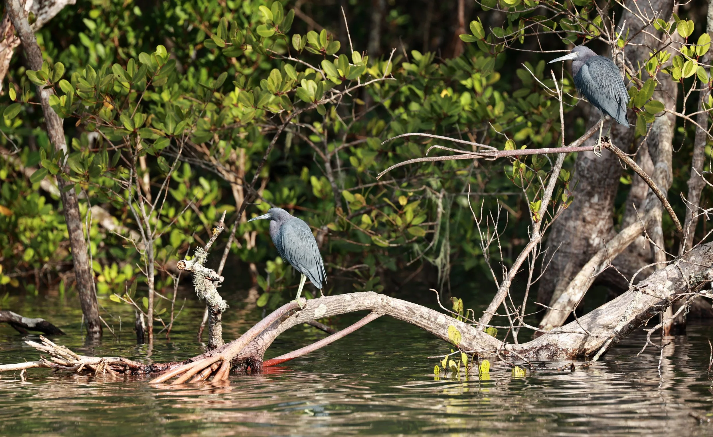 Little Blue Heron (Egretta caerulea) Superagüi National Park, Brazil (6).jpg