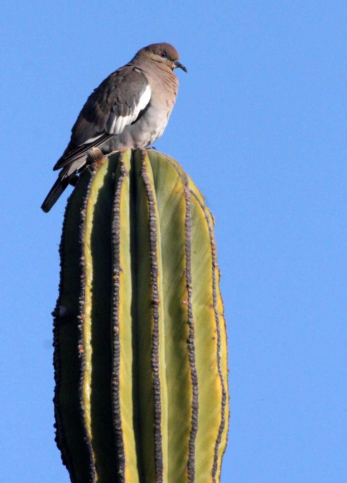 White-winged Dove (Zenaida asiatica) Isla Santa Catalina Baja Mexico (4).JPG