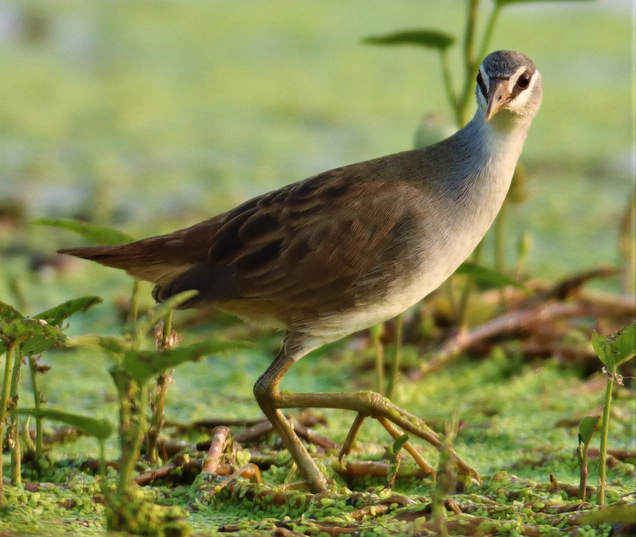 White-browed Crake (Porzana cinerea) Thap Yao Rice Fields Lat Krabang Bangkok (26).jpg