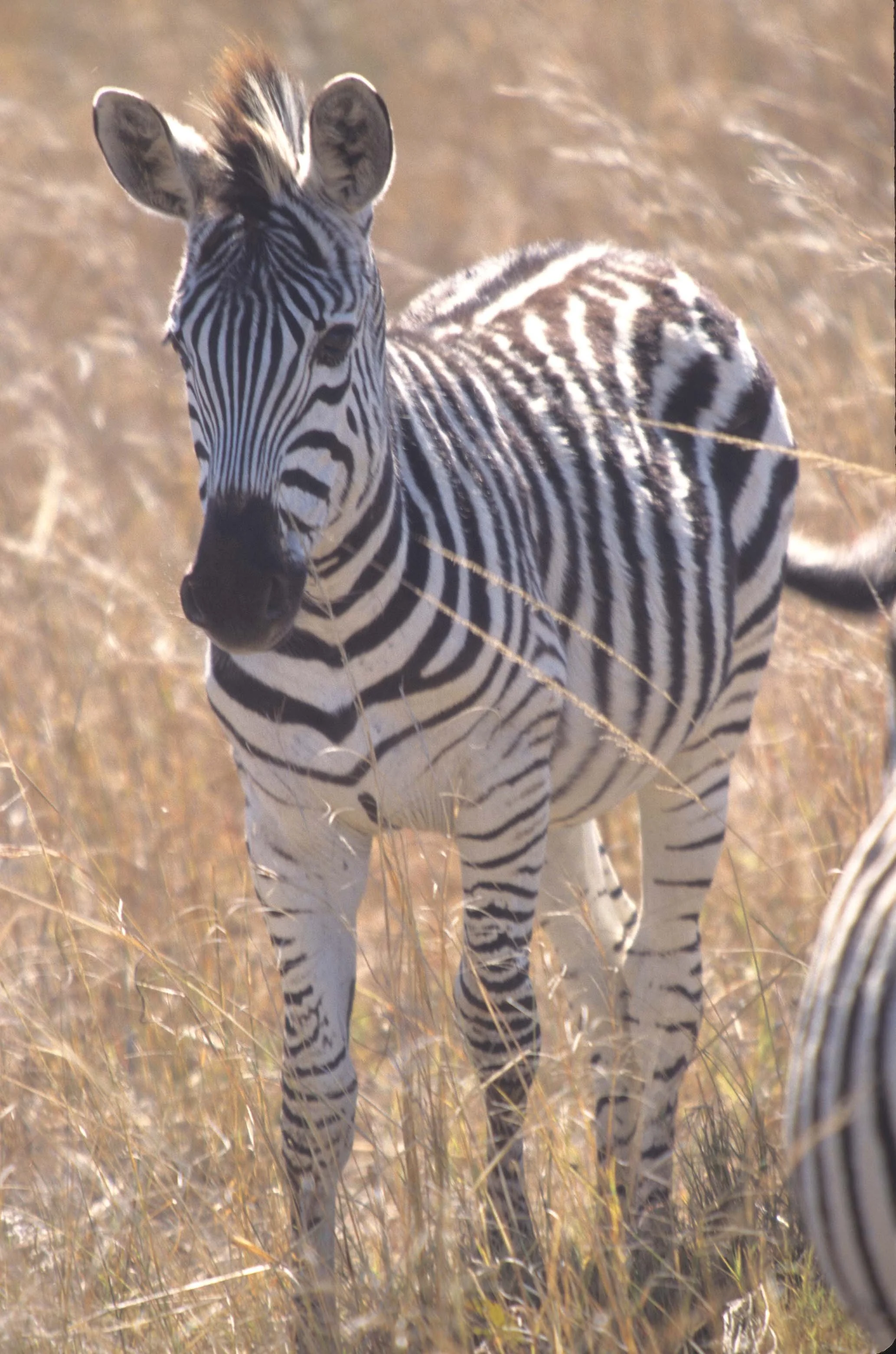 EQUIN - ZEBRA - BURCHELLS - KRUGER.jpg