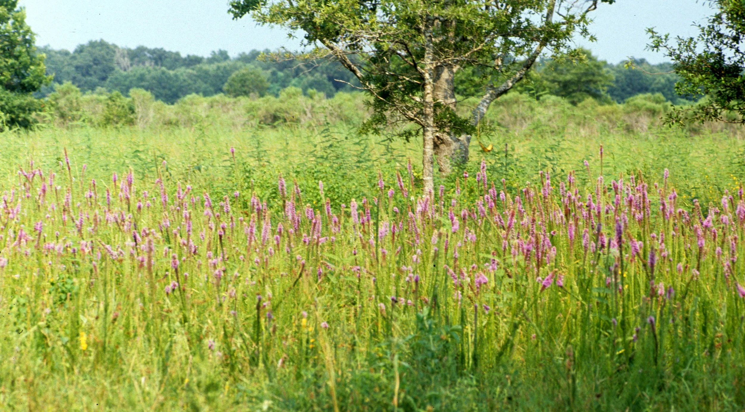 TEXAS - WETLAND WILDFLOWERS.jpg