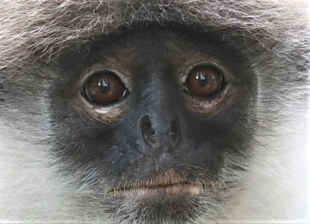 Presbytis siamensis - WHITE-THIGHED SURILI (LANGUR) - FRASER'S HILL, MALAYSIA JUNE 2022 (120).jpg