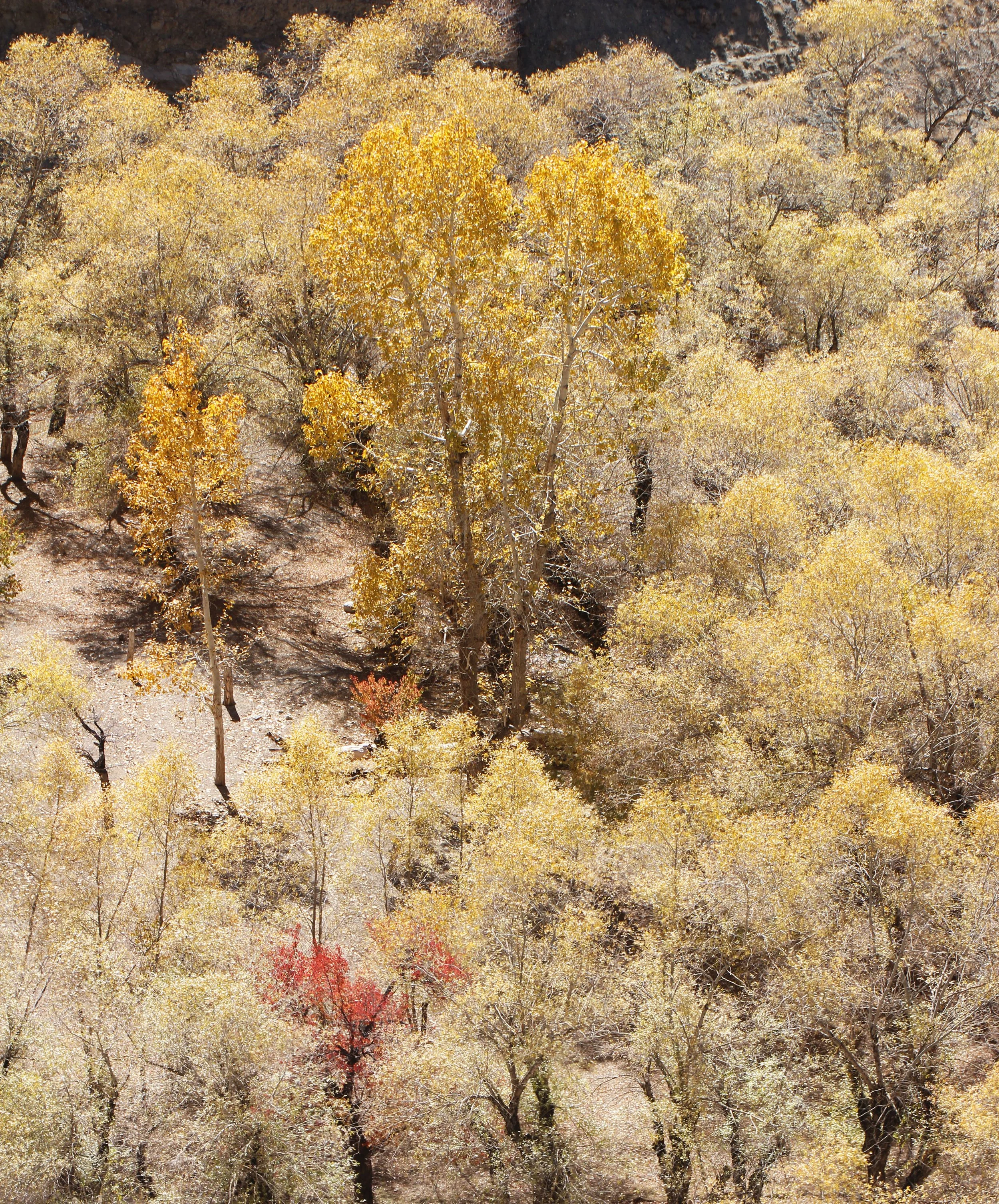 HEMIS NATIONAL PARK - LADAKH INDIA - JAMMU & KASHMIR NEAR RUMBAK VILLAGE (196).JPG
