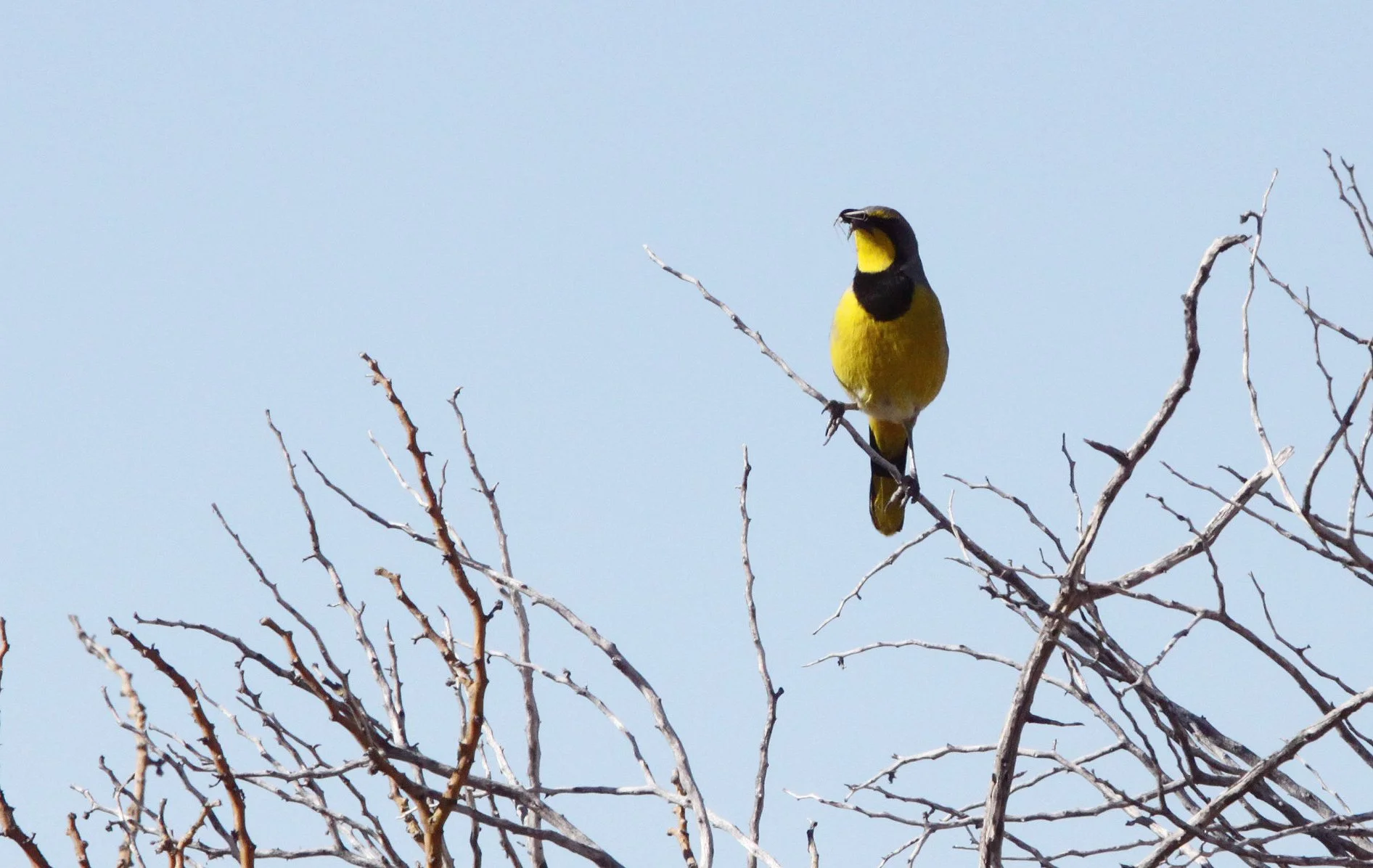 Bokmakierie (Telophorus zeylonus) Augrabies Falls South Africa (5).JPG