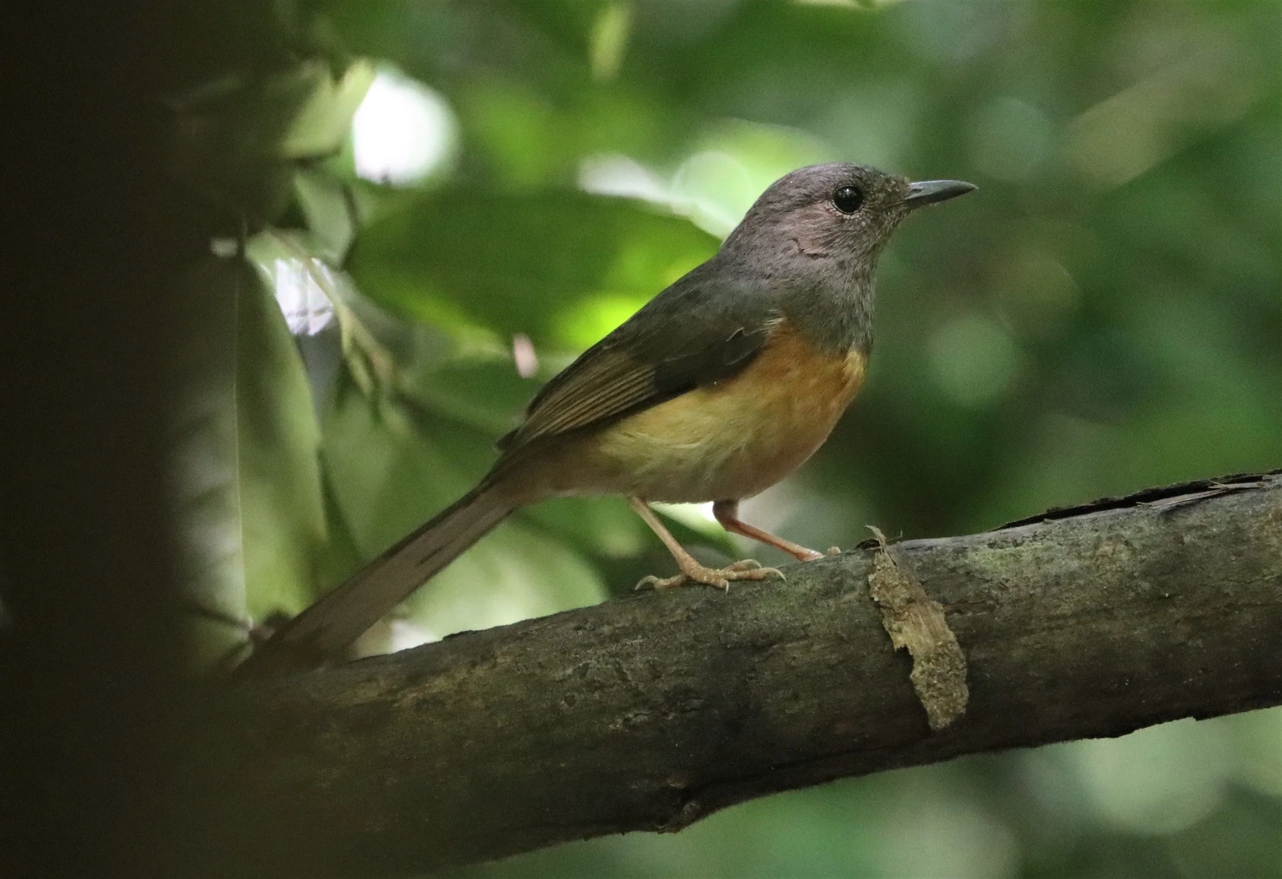 SHAMA - WHITE-RUMPED SHAMA - Copsychus malabaricus - KAENG KRACHAN LUNG SIN HIDE MAY 2021 (4).jpg