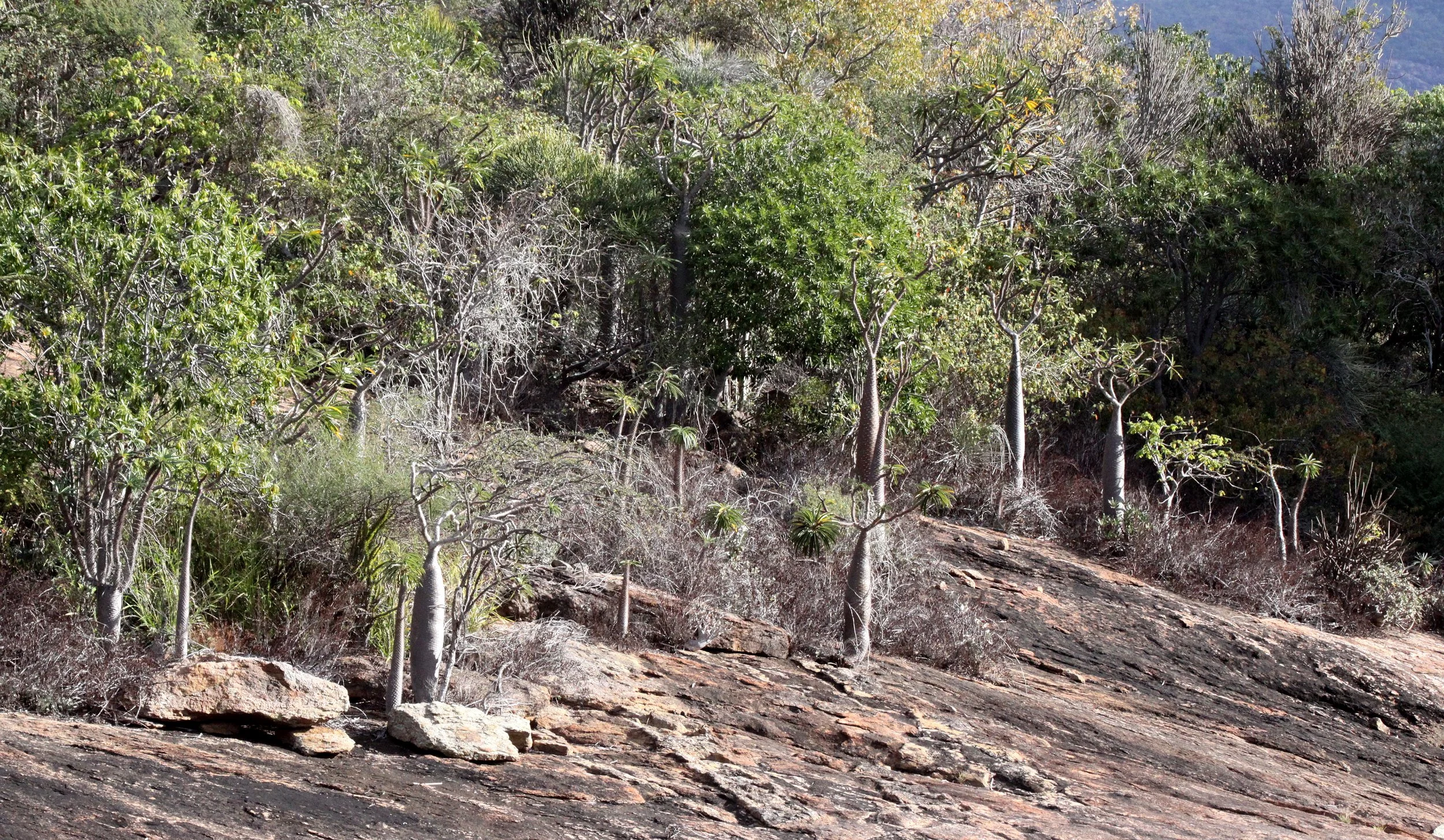 ANDOHAHELA NATIONAL PARK MADAGASCAR - XEROPHYTIC PLANT COMMUNITY (11).JPG