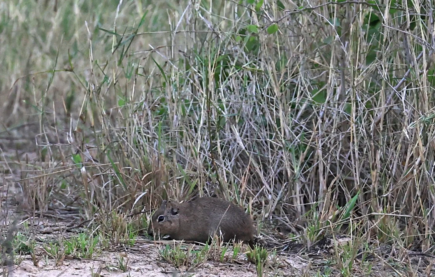 Lowland Yellow-Toothed Cavy (Galea leucoblephara) Hotel Campestre Iparoma Paraguay  (13).jpg