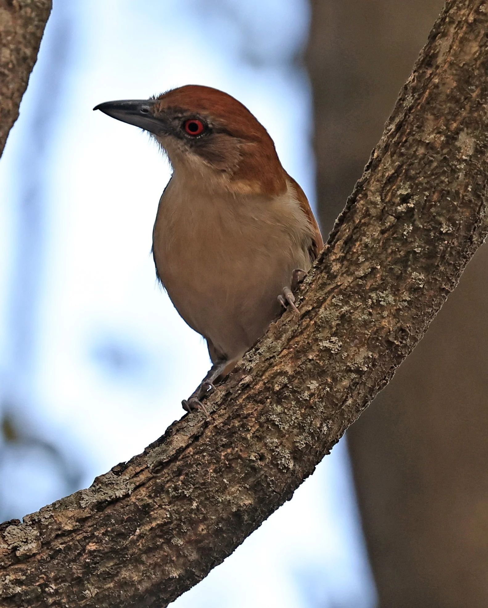Great Antshrike (Taraba major) Hotel Campestre Iparoma Paraguay (22).jpg