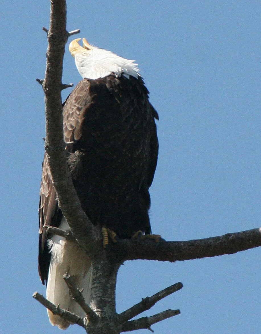 BIRD - EAGLE - BALD EAGLE - CLINE SPIT OVERLOOK SEQUIM WA (23).JPG