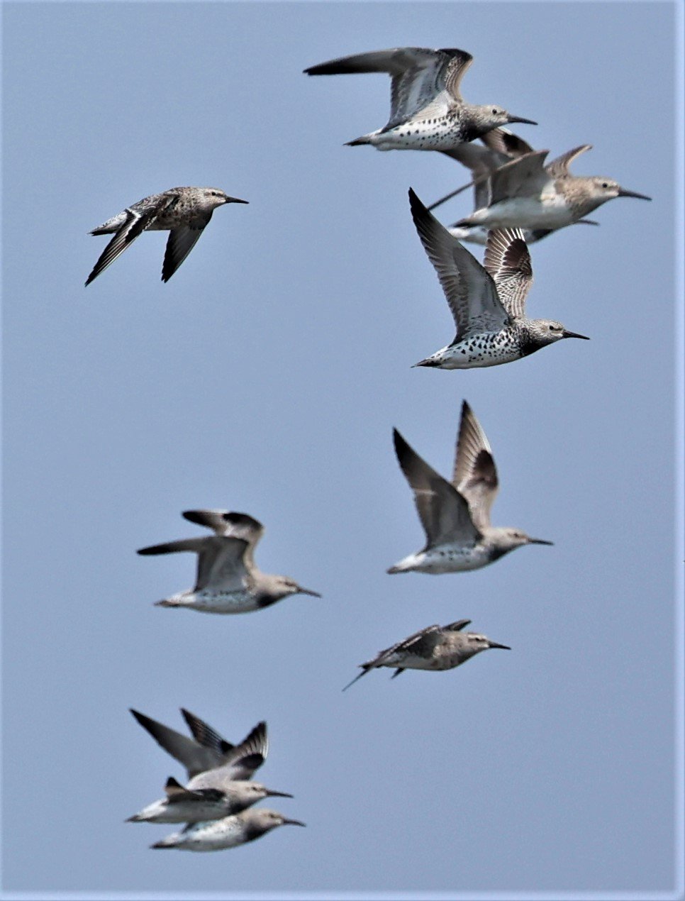 KNOT - GREAT KNOTS - Calidris tenuirostris - RED KNOT - Calidris canutus - PAK THALE SALT PONDS MARCH 2022 (7).jpg